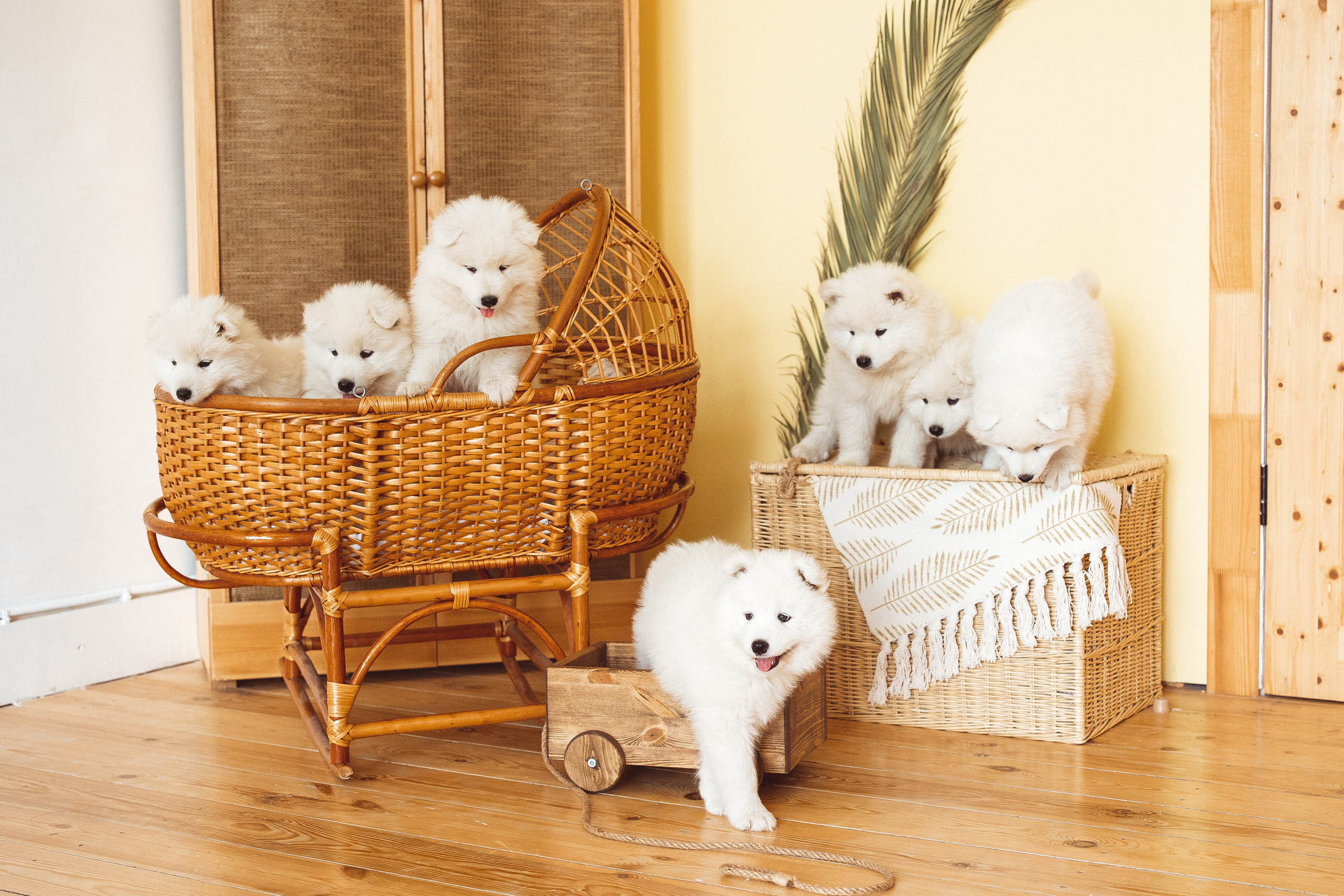 С щенками. Семейный и детский фотограф в Краснодаре Анна Трашкова