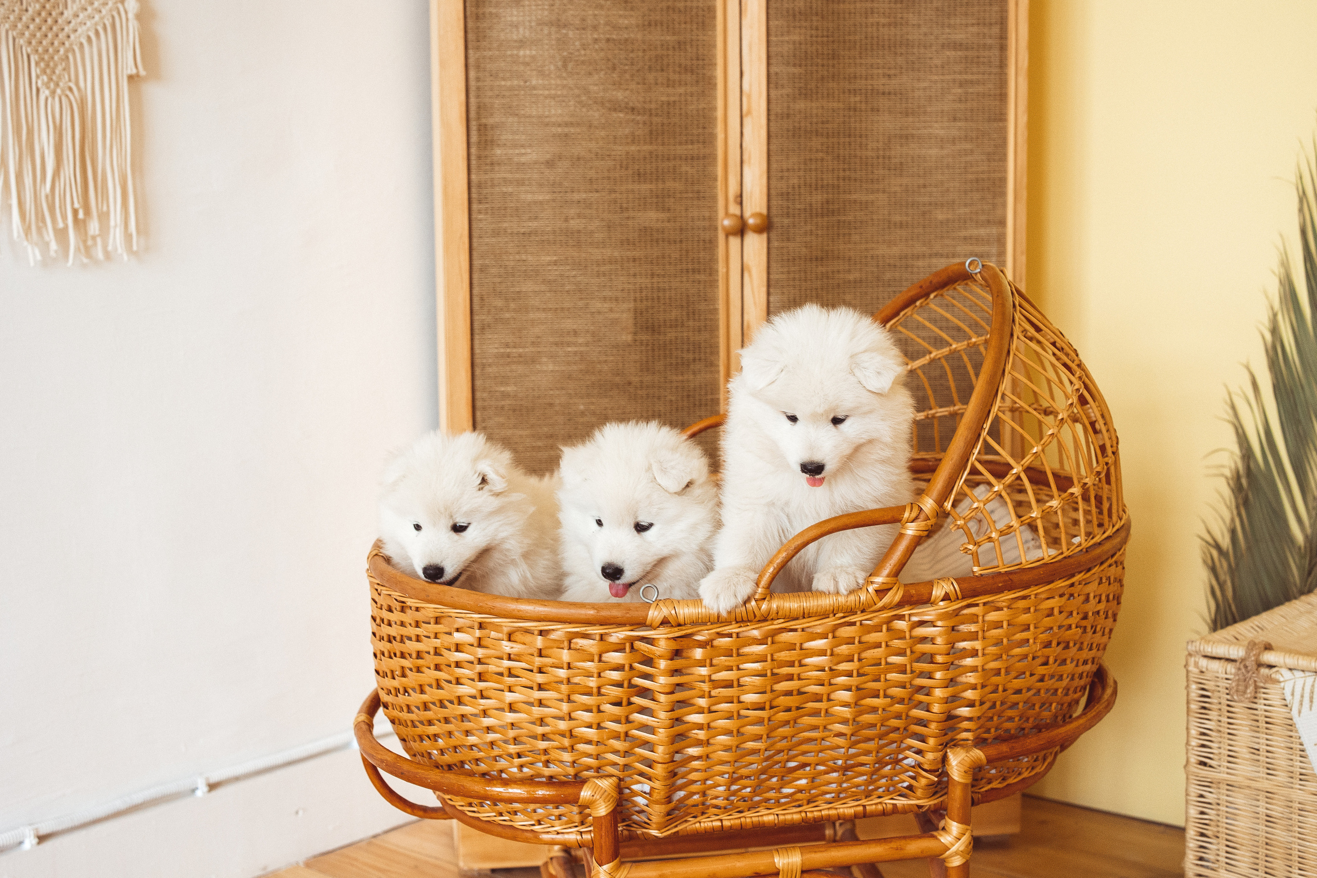 С щенками. Семейный и детский фотограф в Краснодаре Анна Трашкова