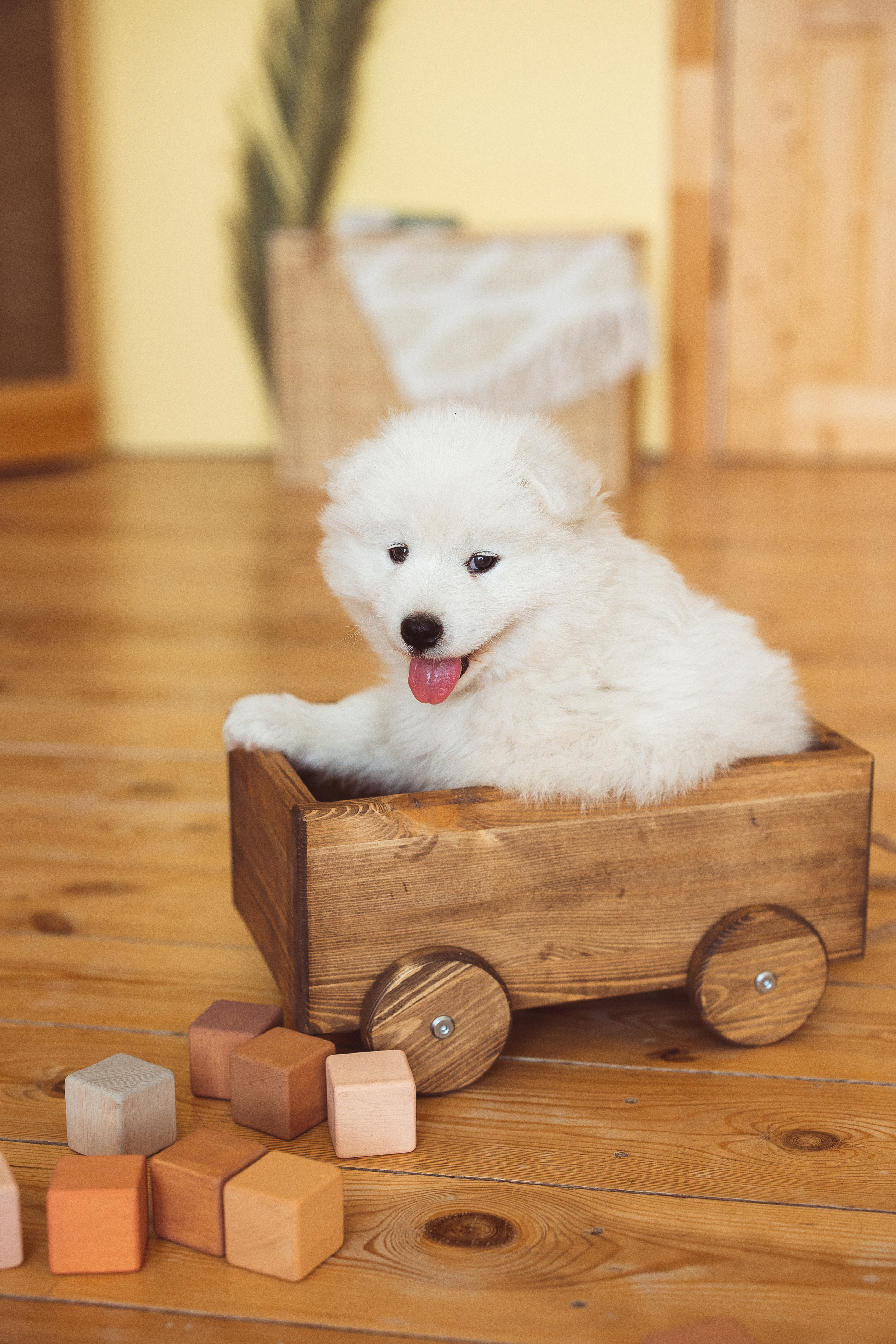 С щенками. Семейный и детский фотограф в Краснодаре Анна Трашкова