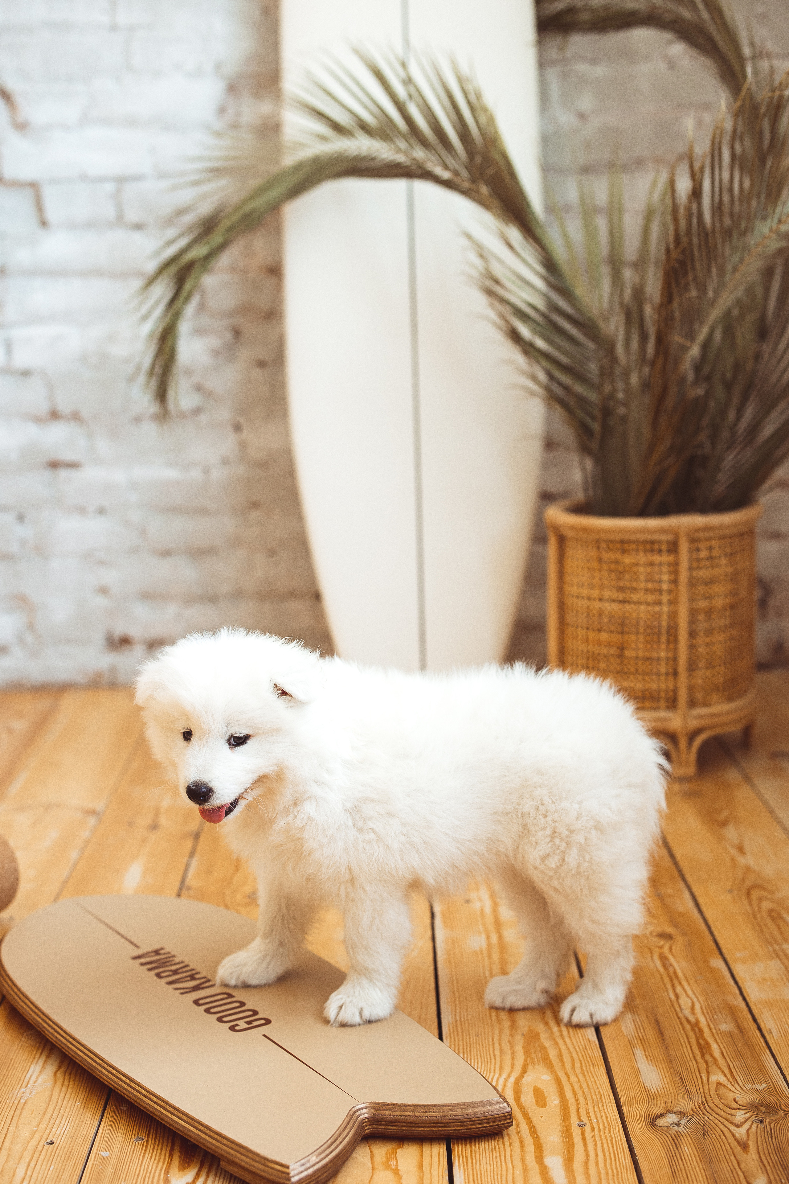 С щенками. Семейный и детский фотограф в Краснодаре Анна Трашкова
