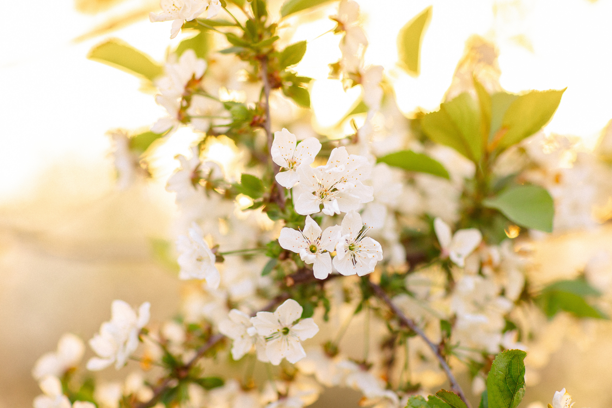 Фотосессия в цветущем саду, Краснодар. Семейный и детский фотограф в Краснодаре Анна Трашкова