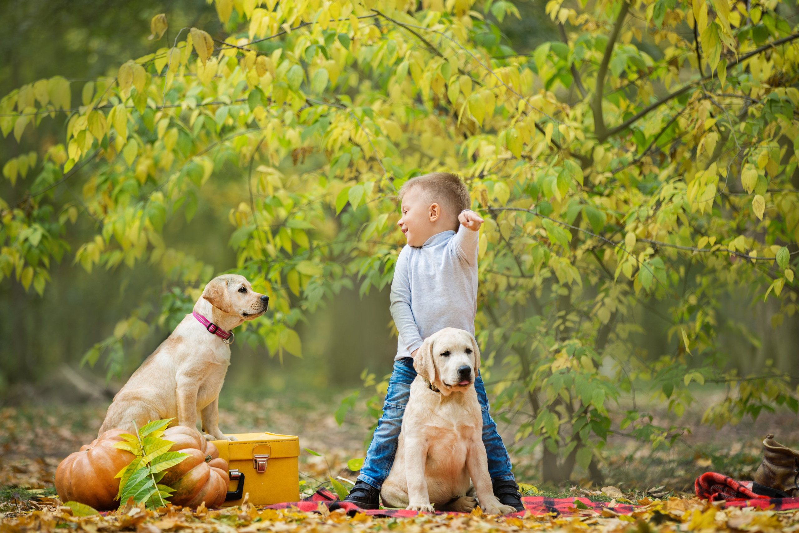 Щенки лабрадоры. Осень. Свадебный семейный и детский фотограф в Краснодаре Карина Федоровская