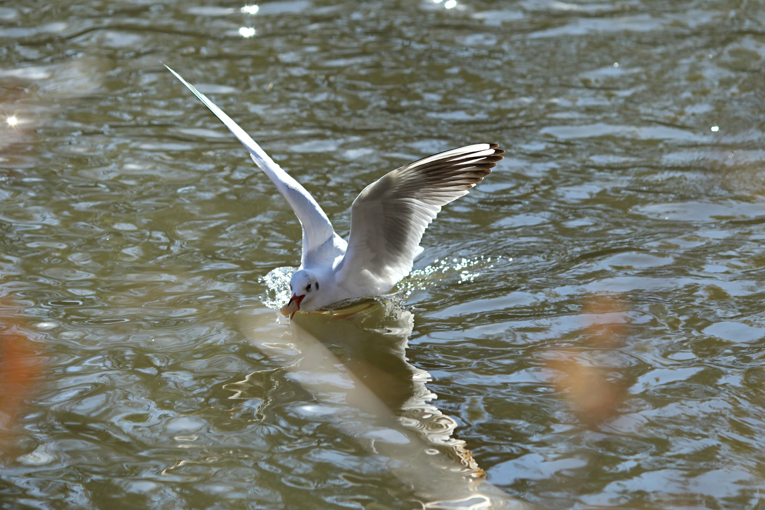 Птицы и животные южного региона. Фото-художник и Репортажный фотограф Николаев Александр Алексеевич