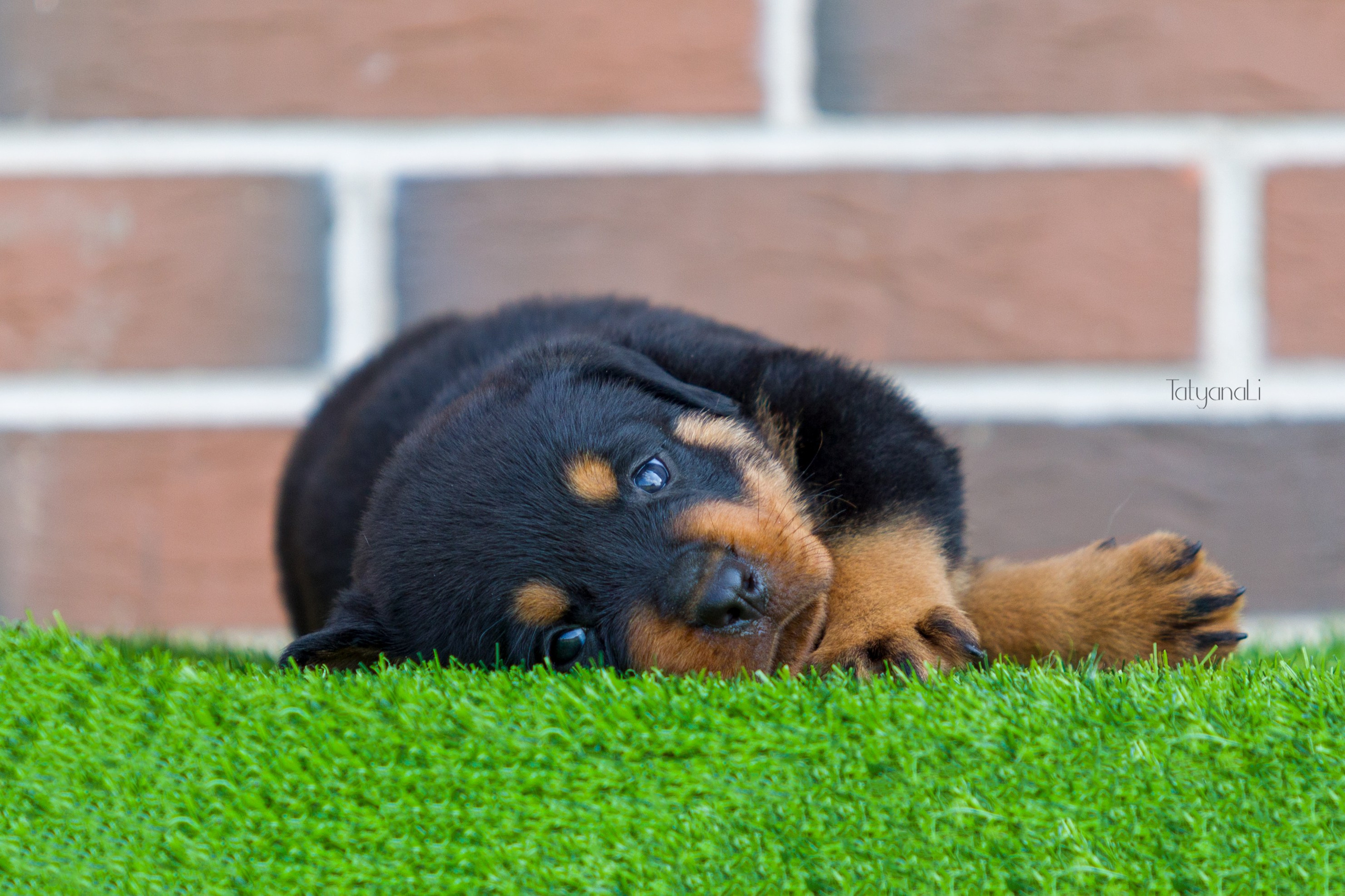 Ротвейлер. Фотограф — анималист Татьяна Ли