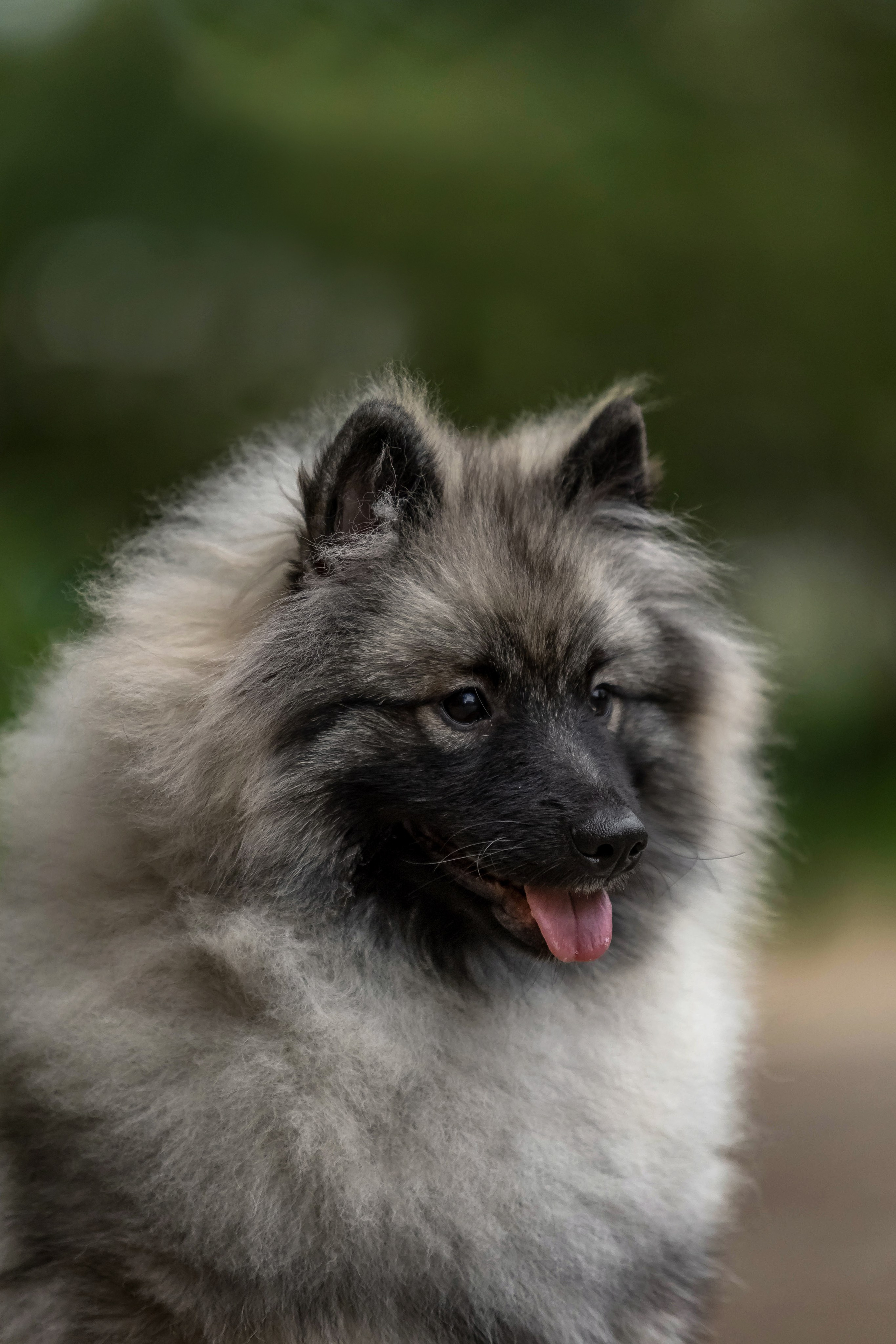 Кеесхонд. Https://moshkovaphoto.ru/