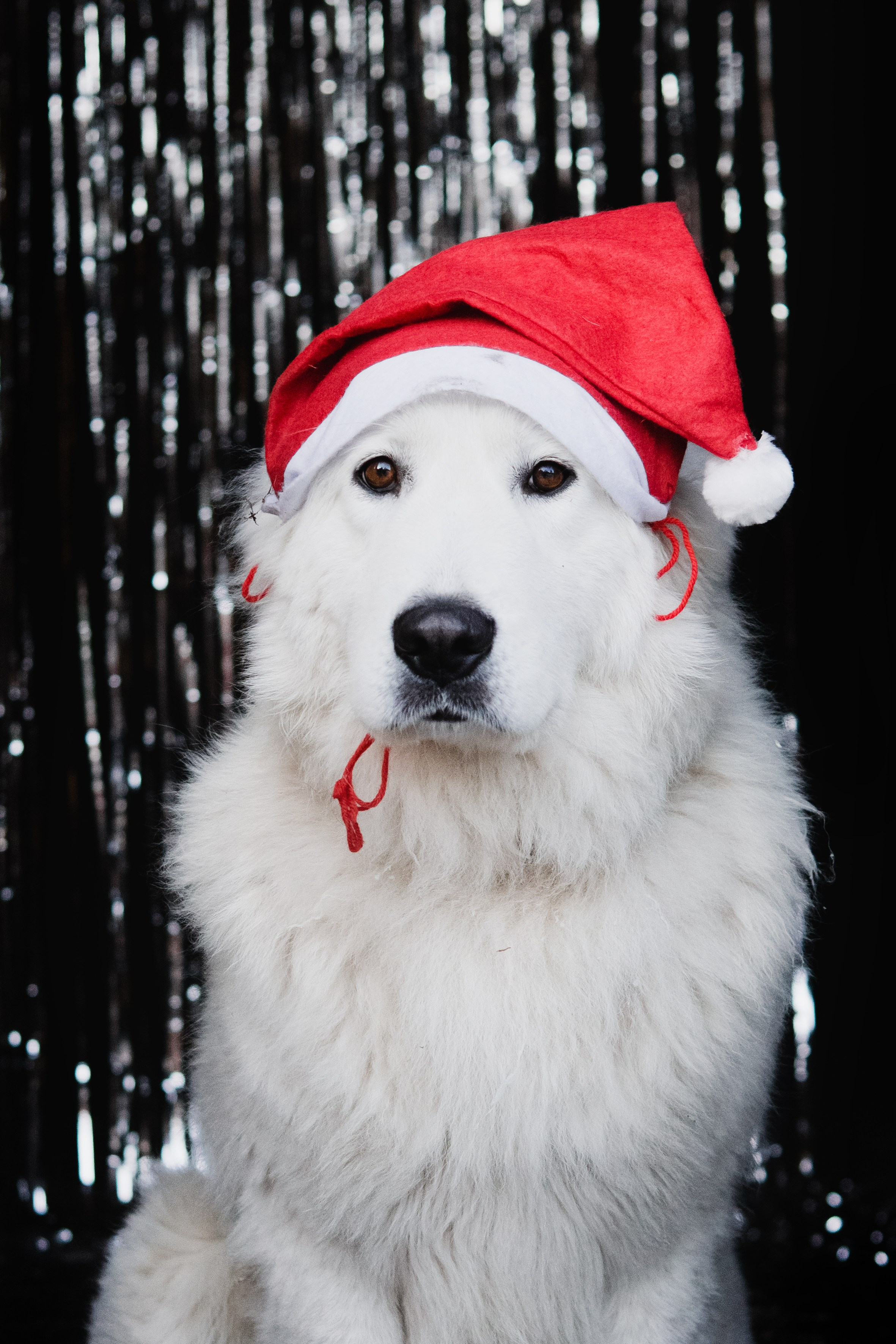 Life with dog. Saamill