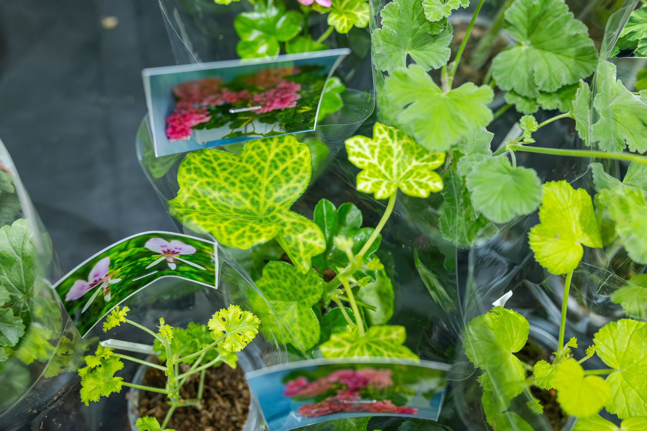 Монстериум апрель 2026. Александра Куликова фотограф, Москва