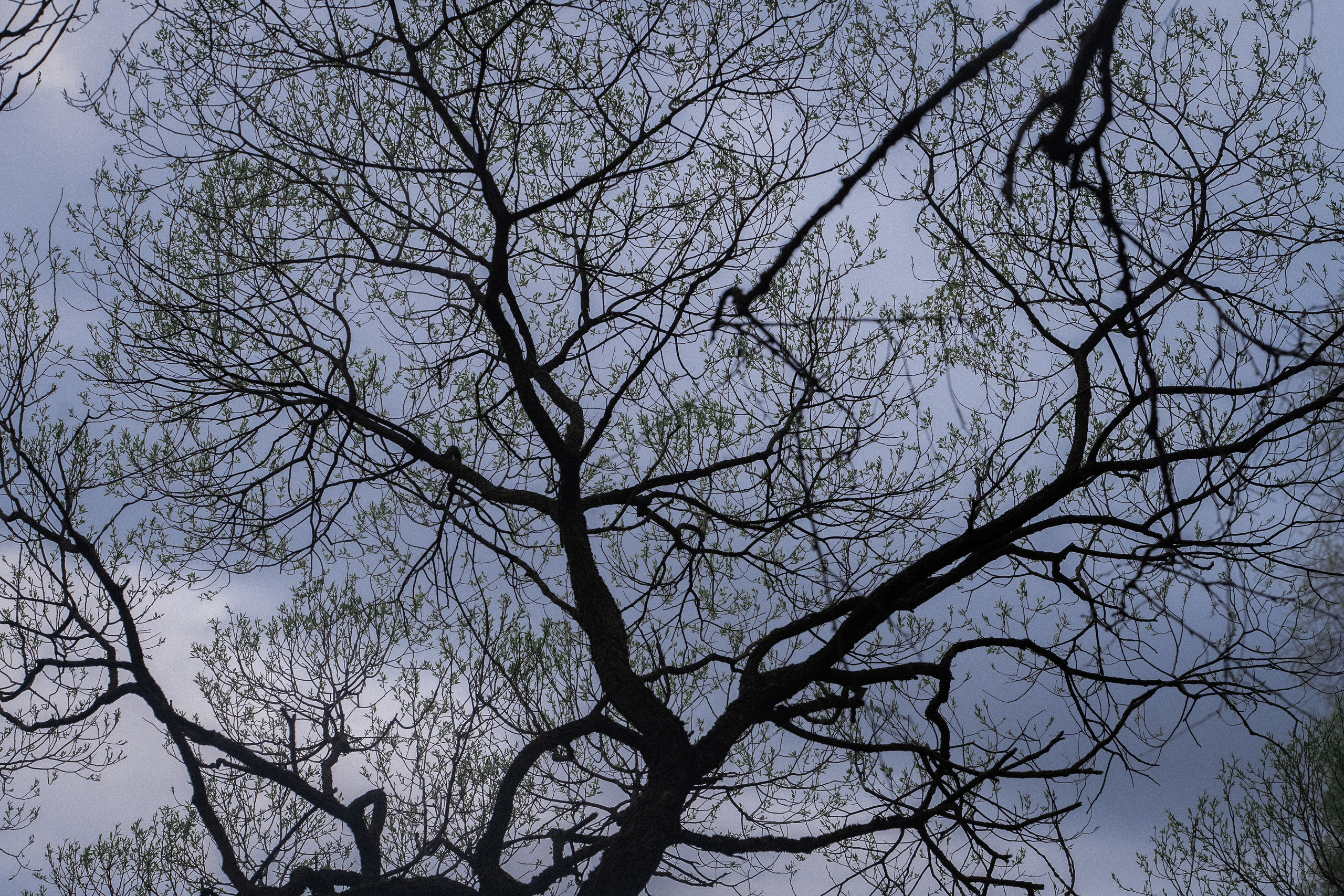 Евгения и Берта. Фотограф анималист в Москве и Санкт-Петербурге Свиридова Анна
