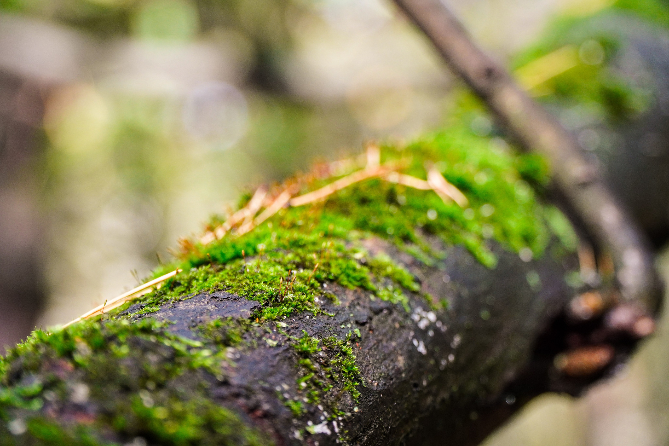 Backyard Ultra Moscow 2024. Роман Капилюшов. Бег. Фото. Видео. г. Люберцы