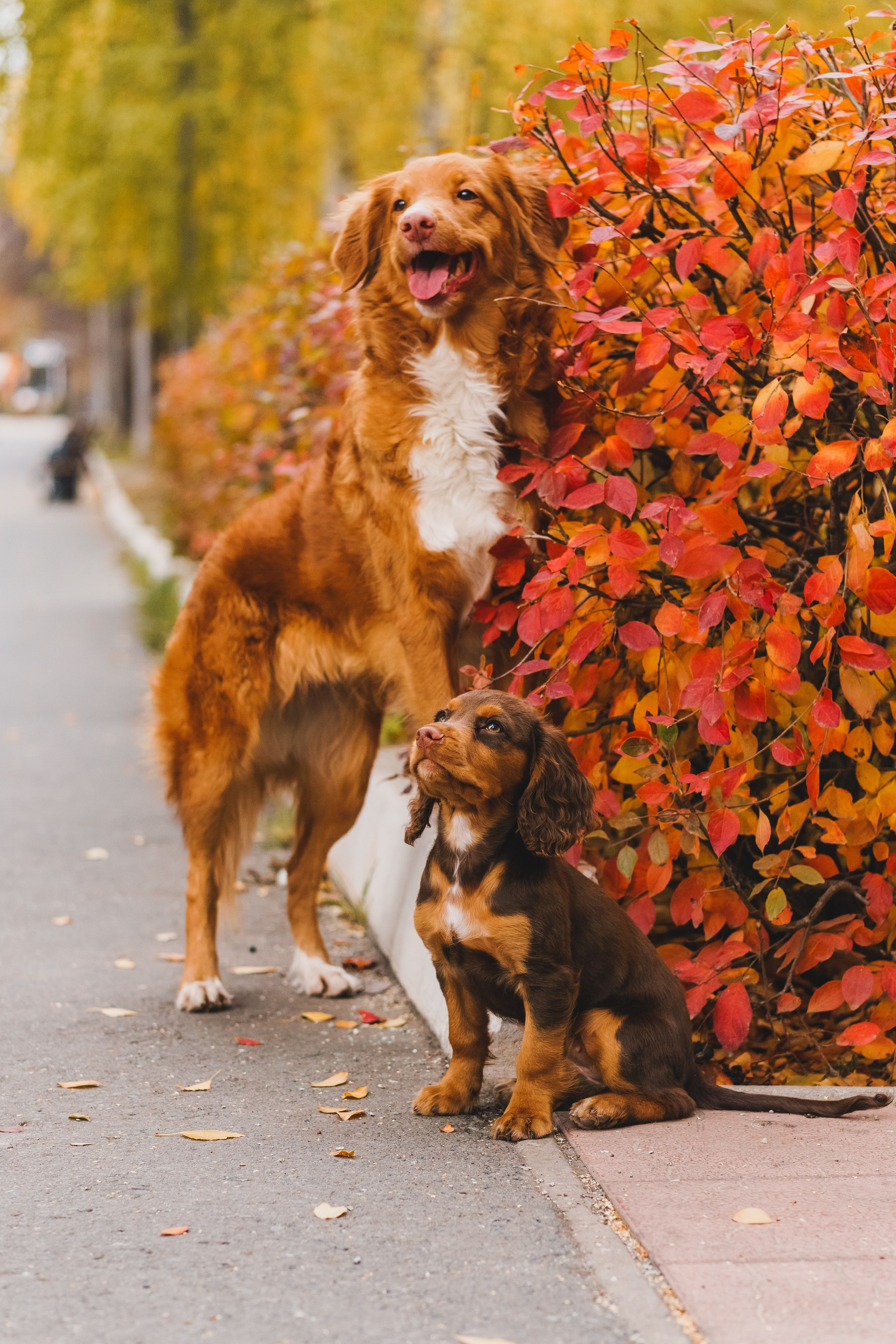 Life with dog. Saamill