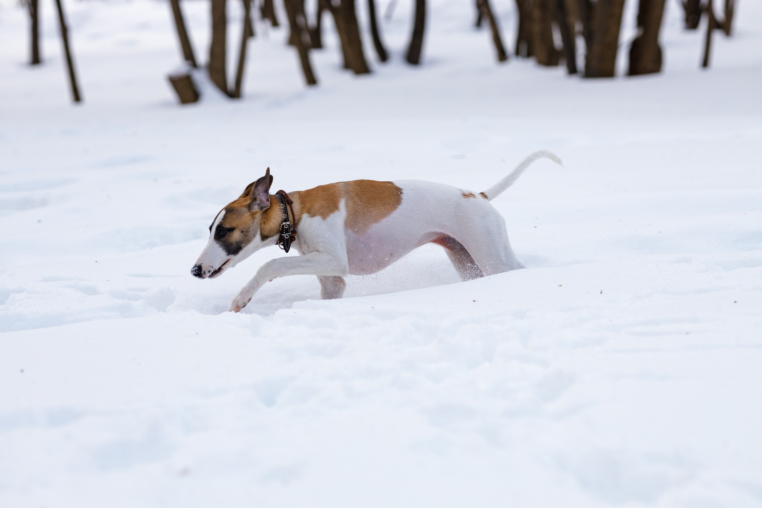 Ланди. Анна Самохина. Фотограф. Москва
