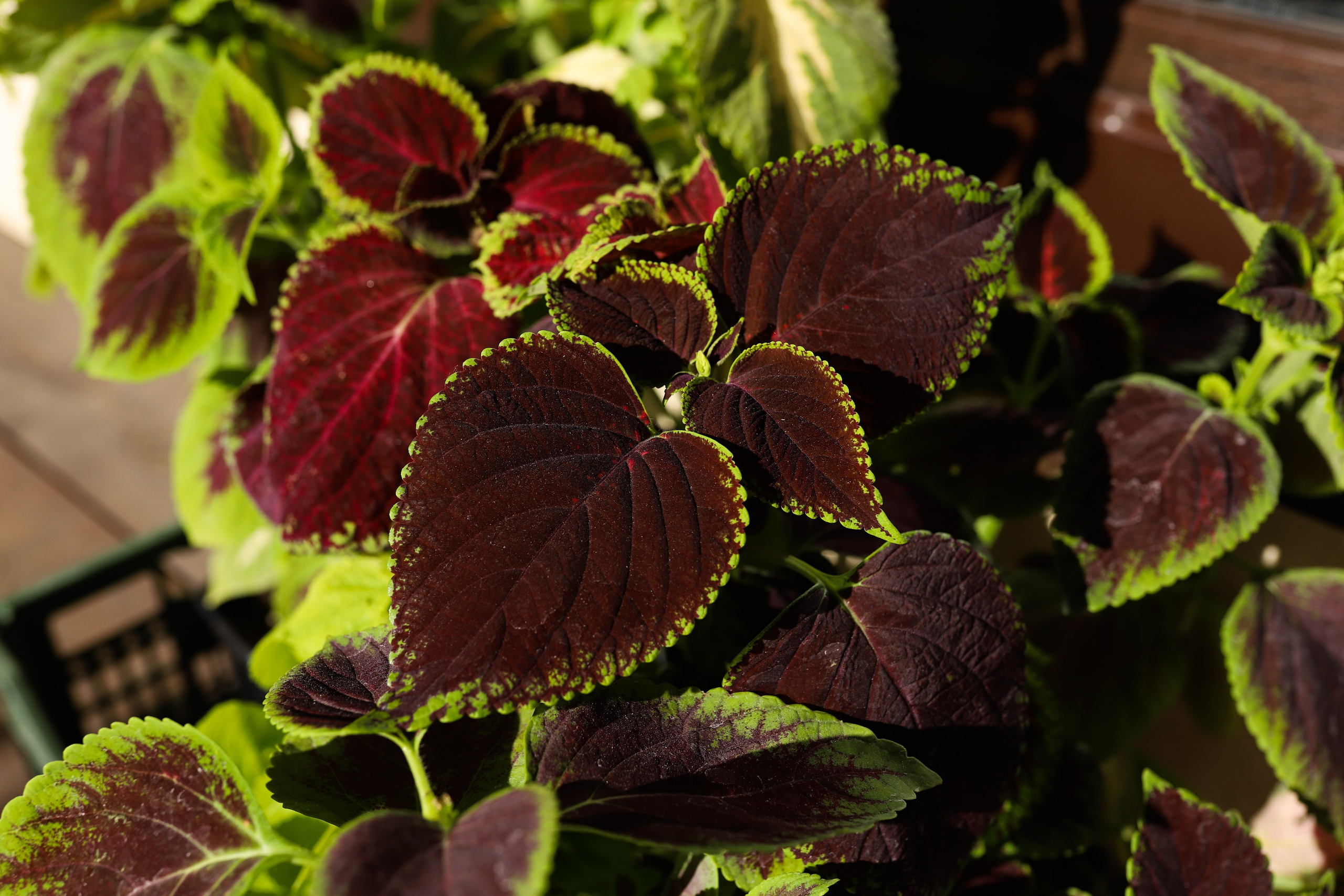 Садовый центр. Фотограф Эмилия Сафиуллина