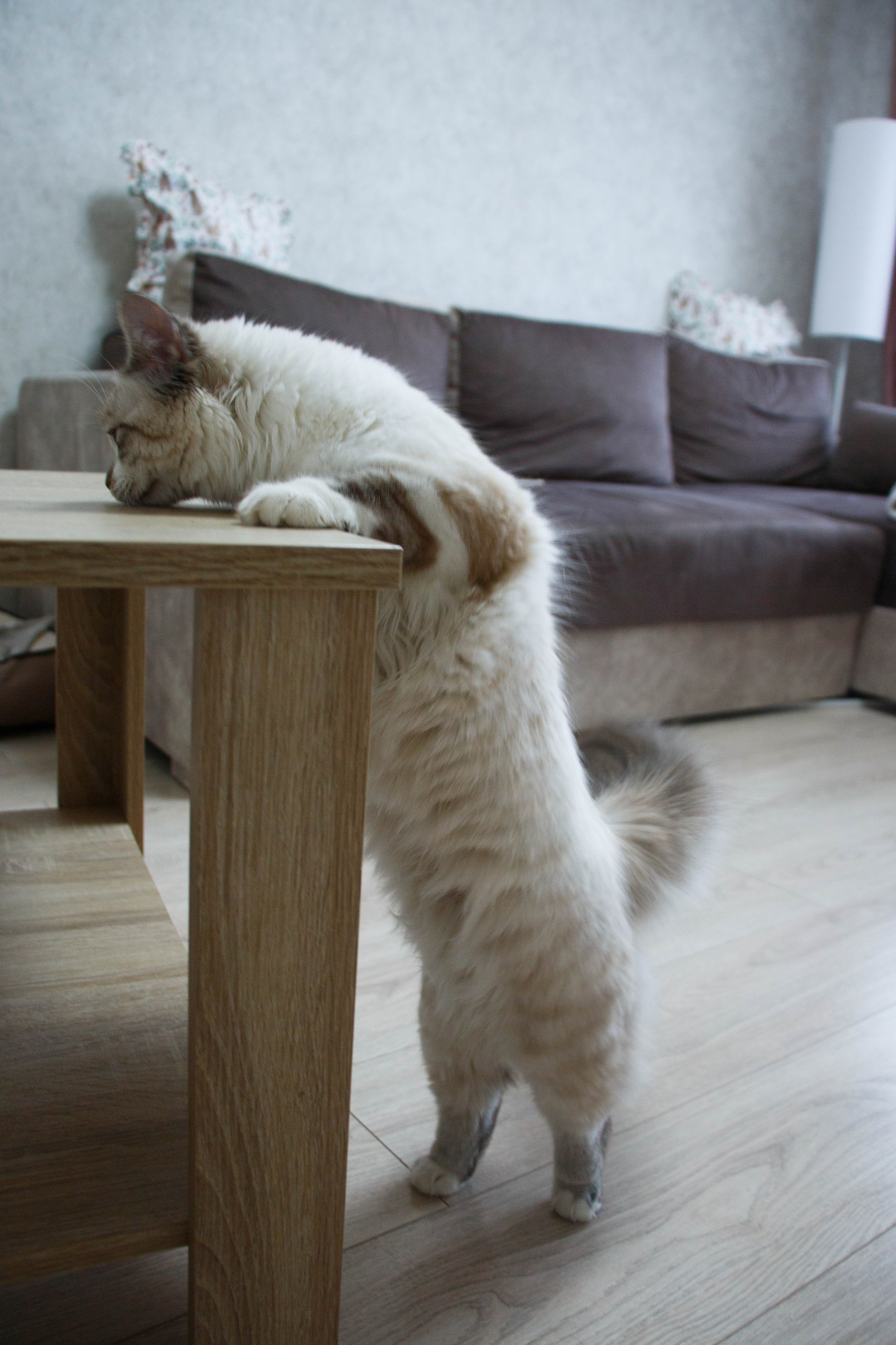 Kristina & Miya. Бережно сохраняю ваши чувства и истории на своих фотографиях