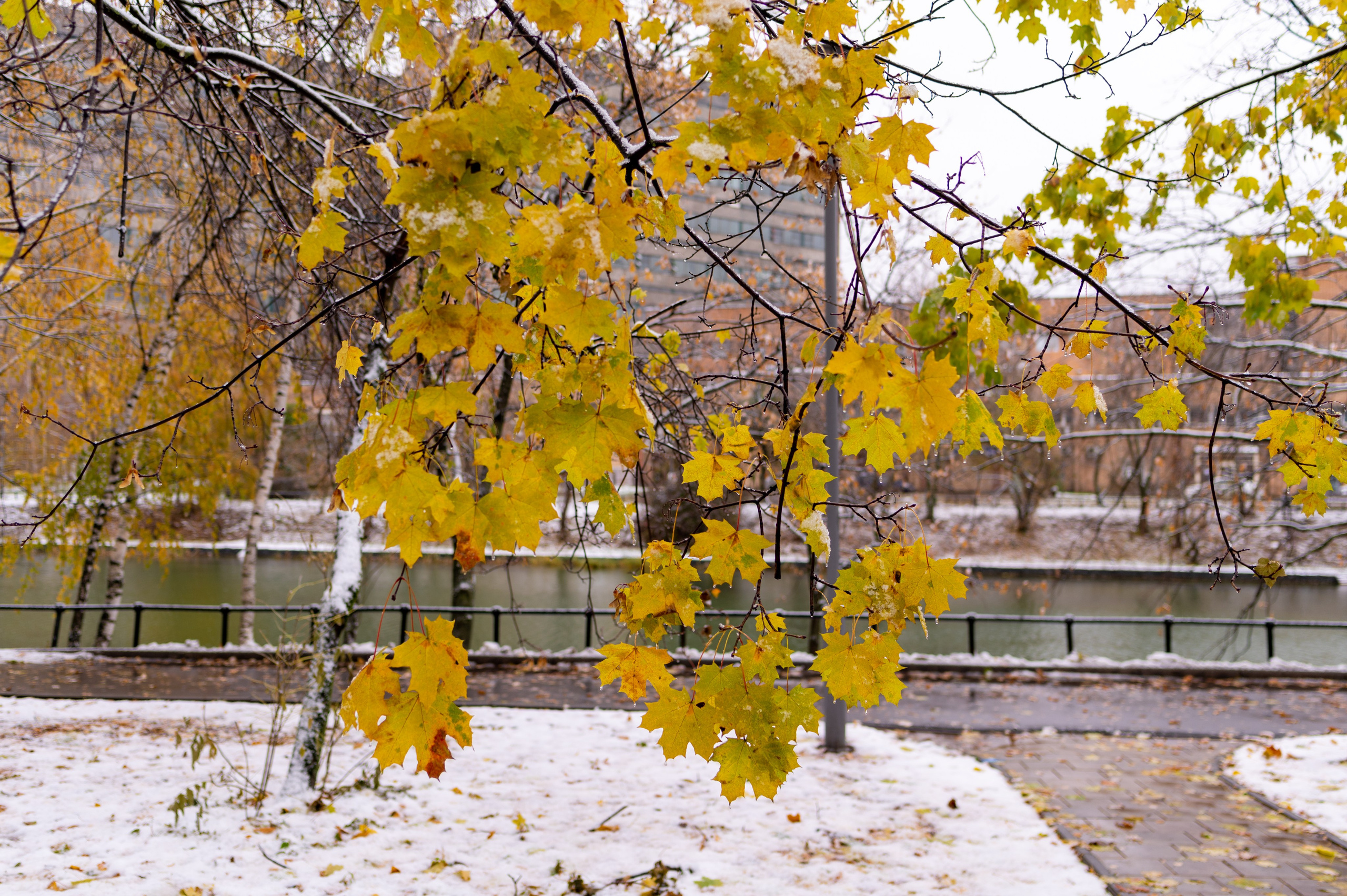 20231030 Тест Tamron SP 35 mm F/1.8. Дмитрий Ремизов. Фотография, как хобби