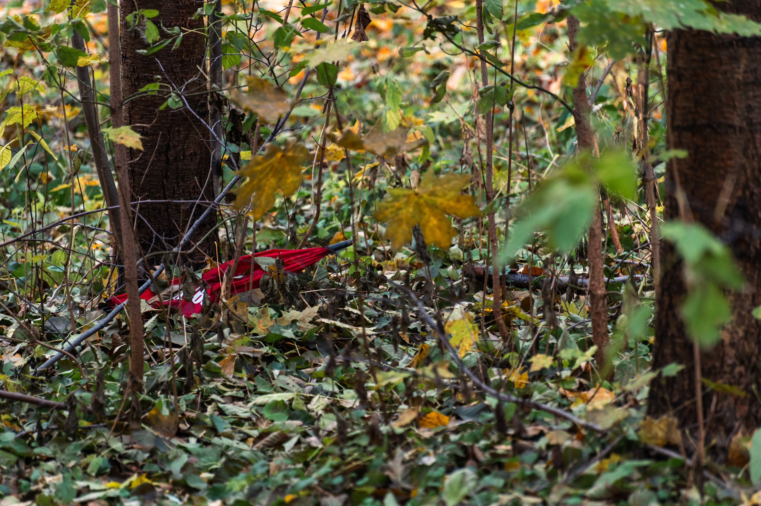 20231031 Нескучный сад. Дмитрий Ремизов. Фотография, как хобби