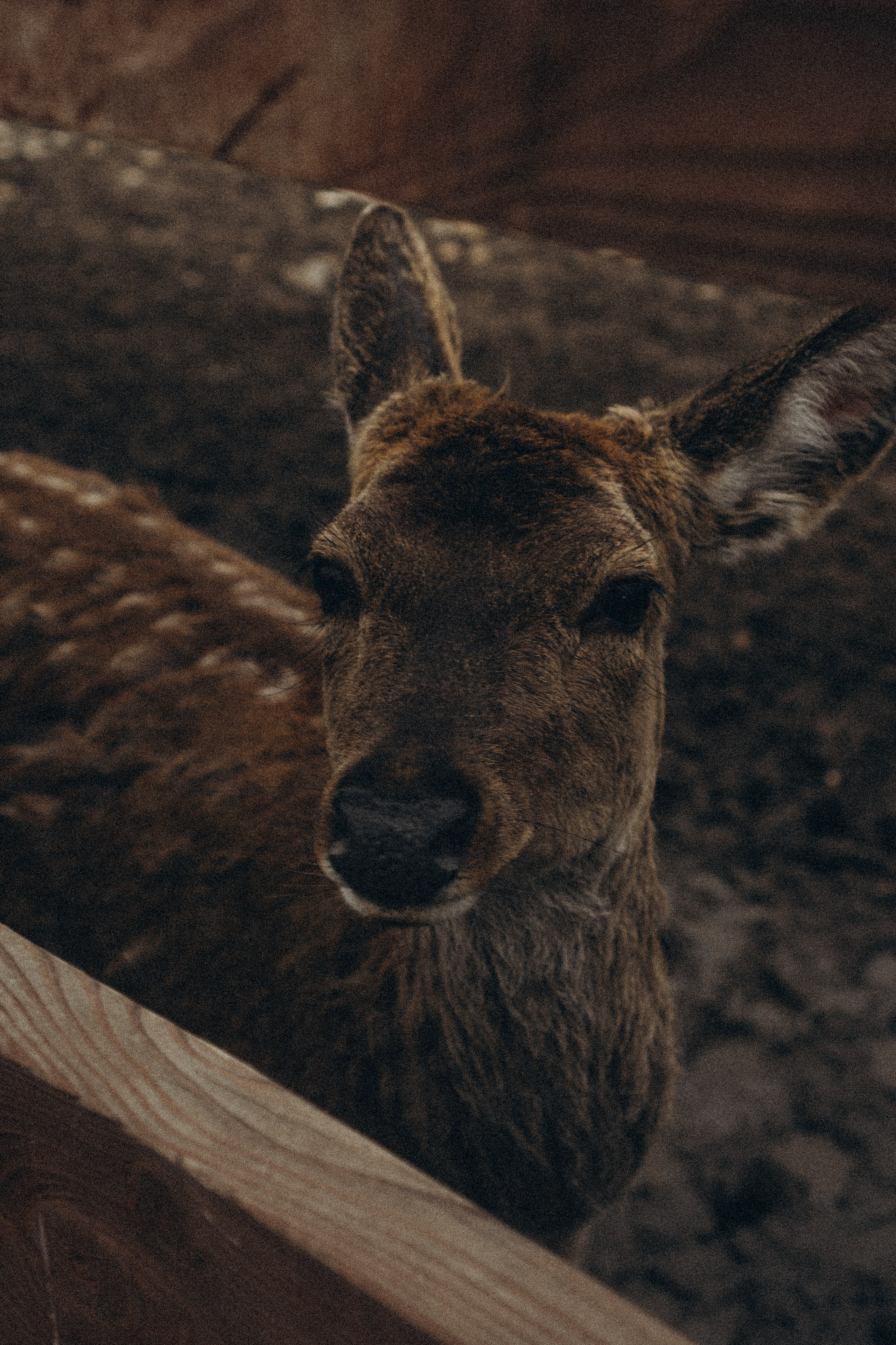 ОЛЕНЬЯ ФЕРМА В ТВЕРИ. Профессиональный фотограф, Санкт-Петербург — Виктория Богомолова