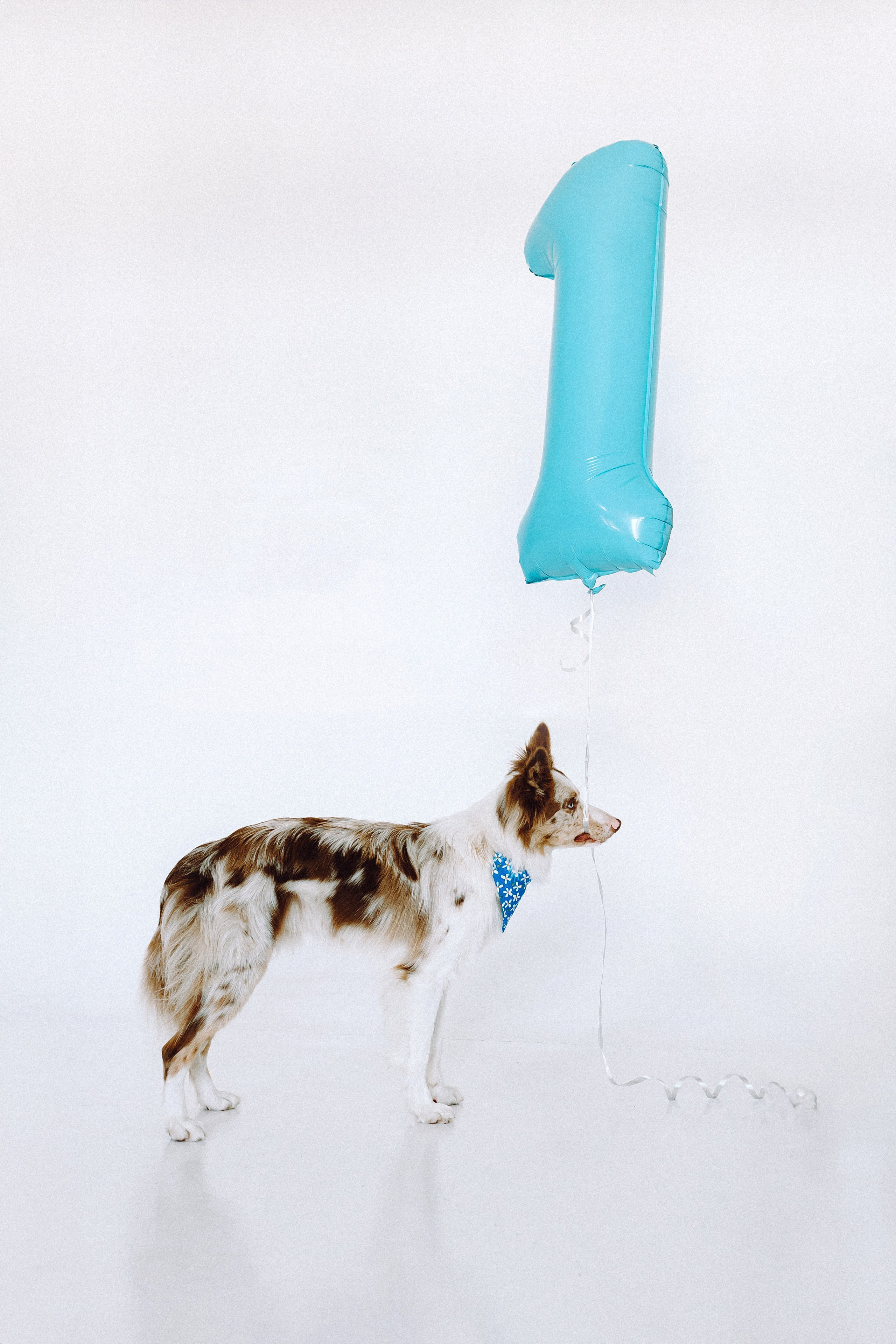 День рождения Айко