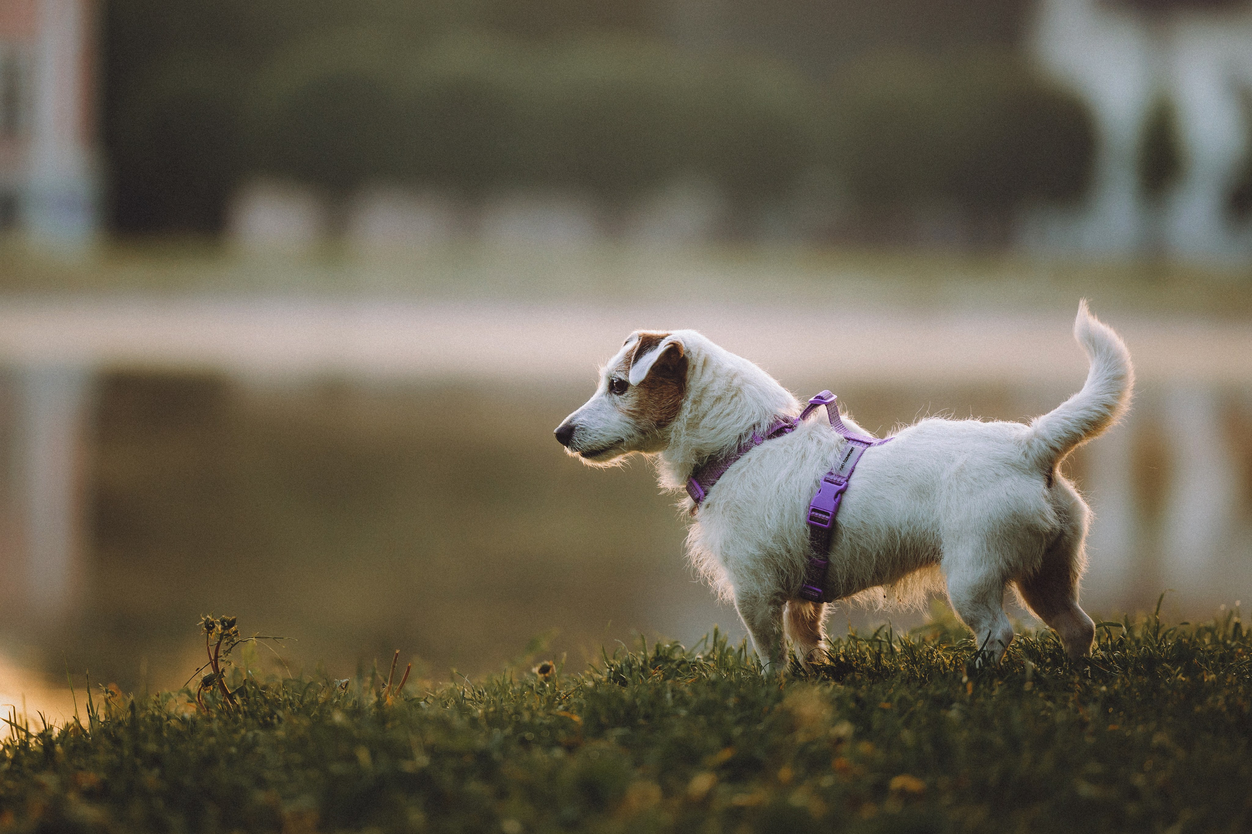 Фифа, Кнопка, Бублик и их семья