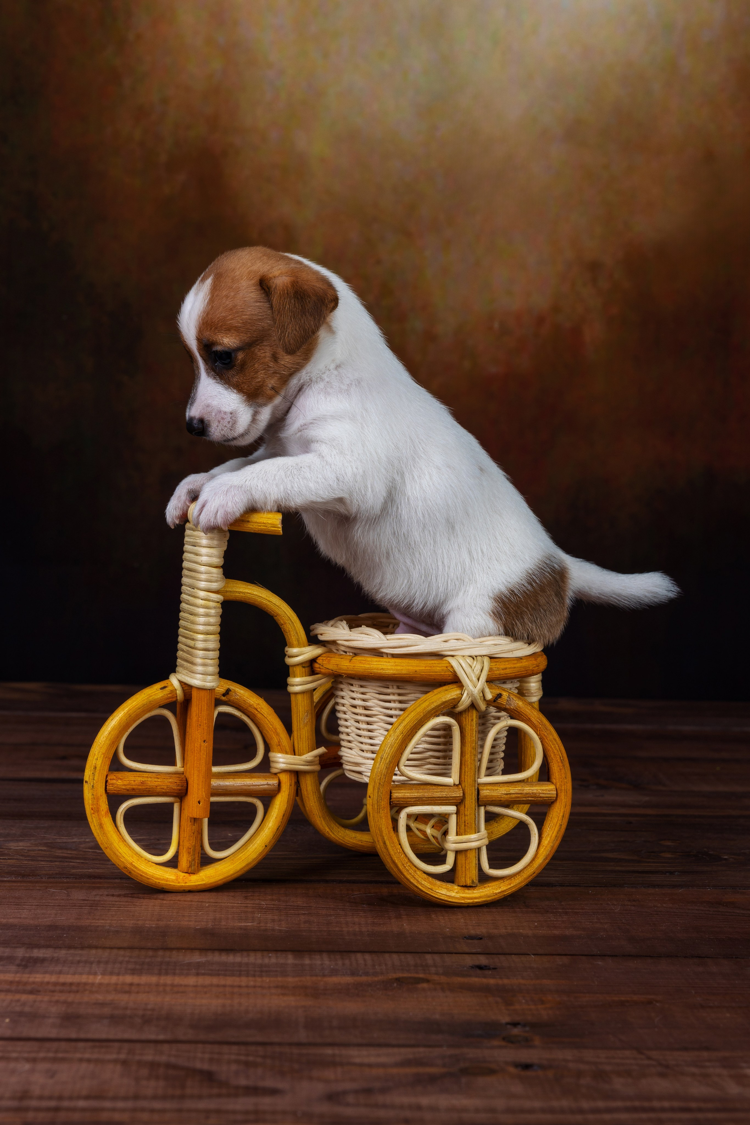 Фотографии собак и щенят. Фотограф Ирина Бобрешова. Коряжма