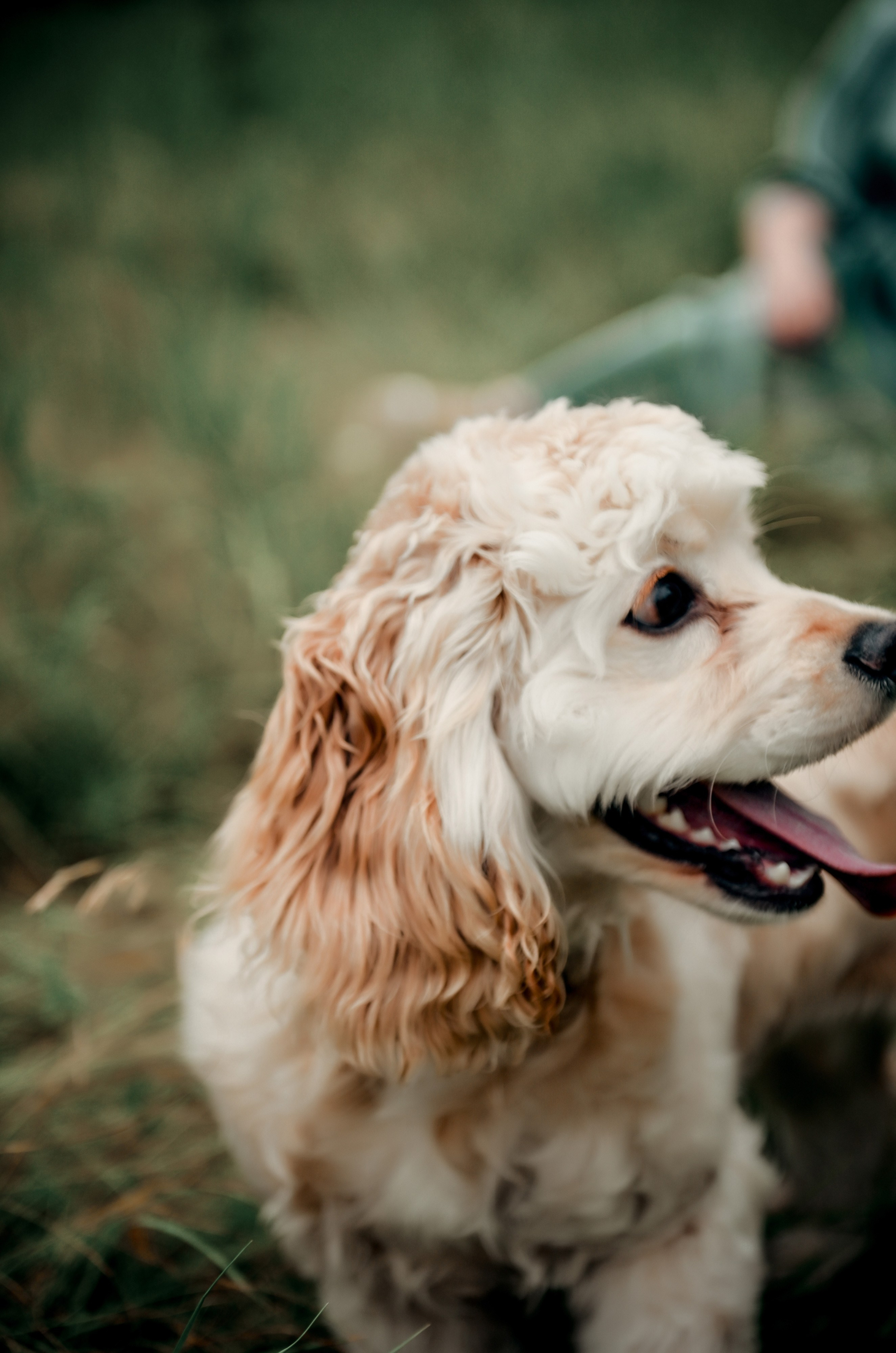 Love story прогулка вместе с песиком))). Свадебный, семейный, детский, контент фотограф в Омске Максим Ильин