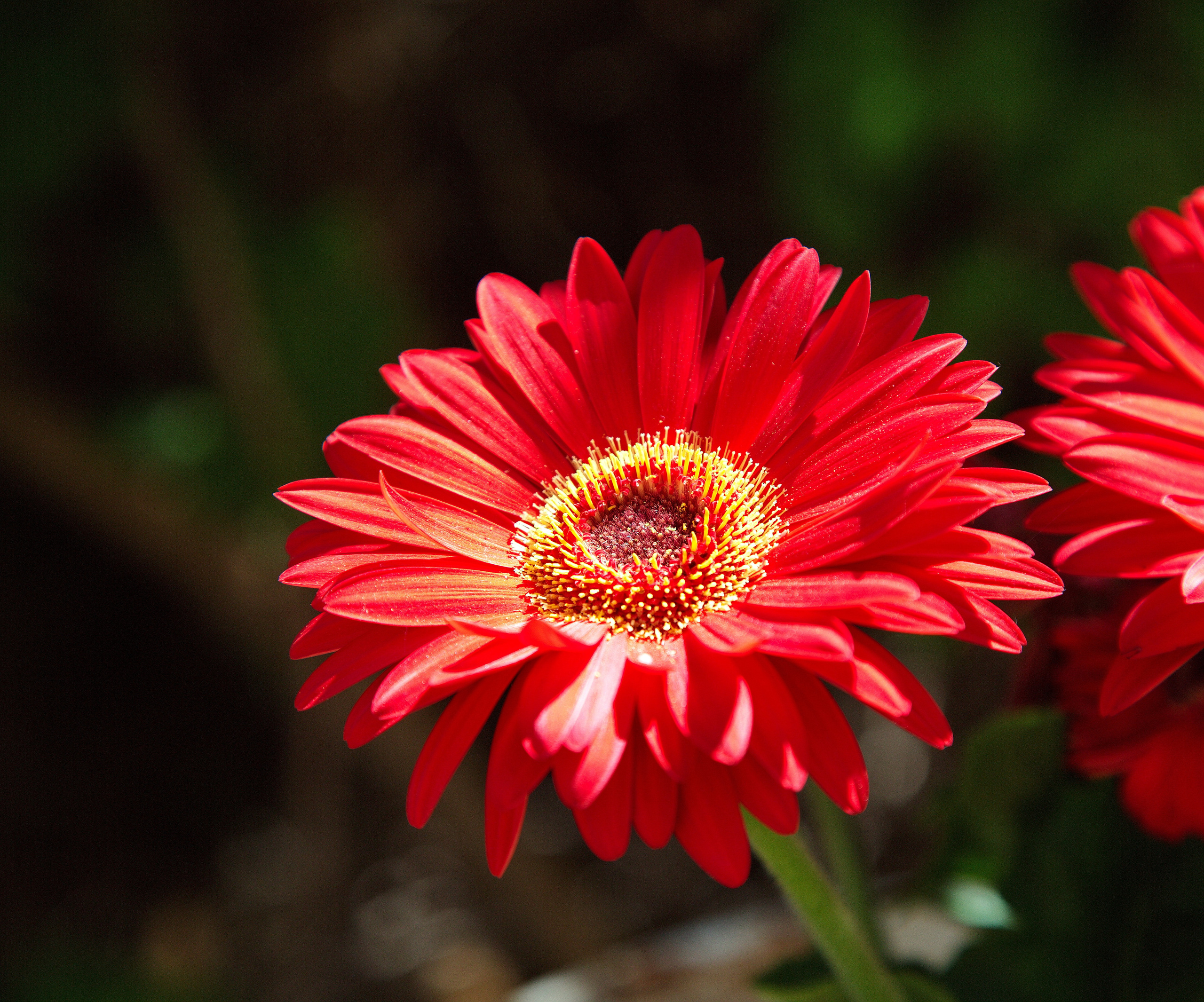 Фотографии цветов и растений