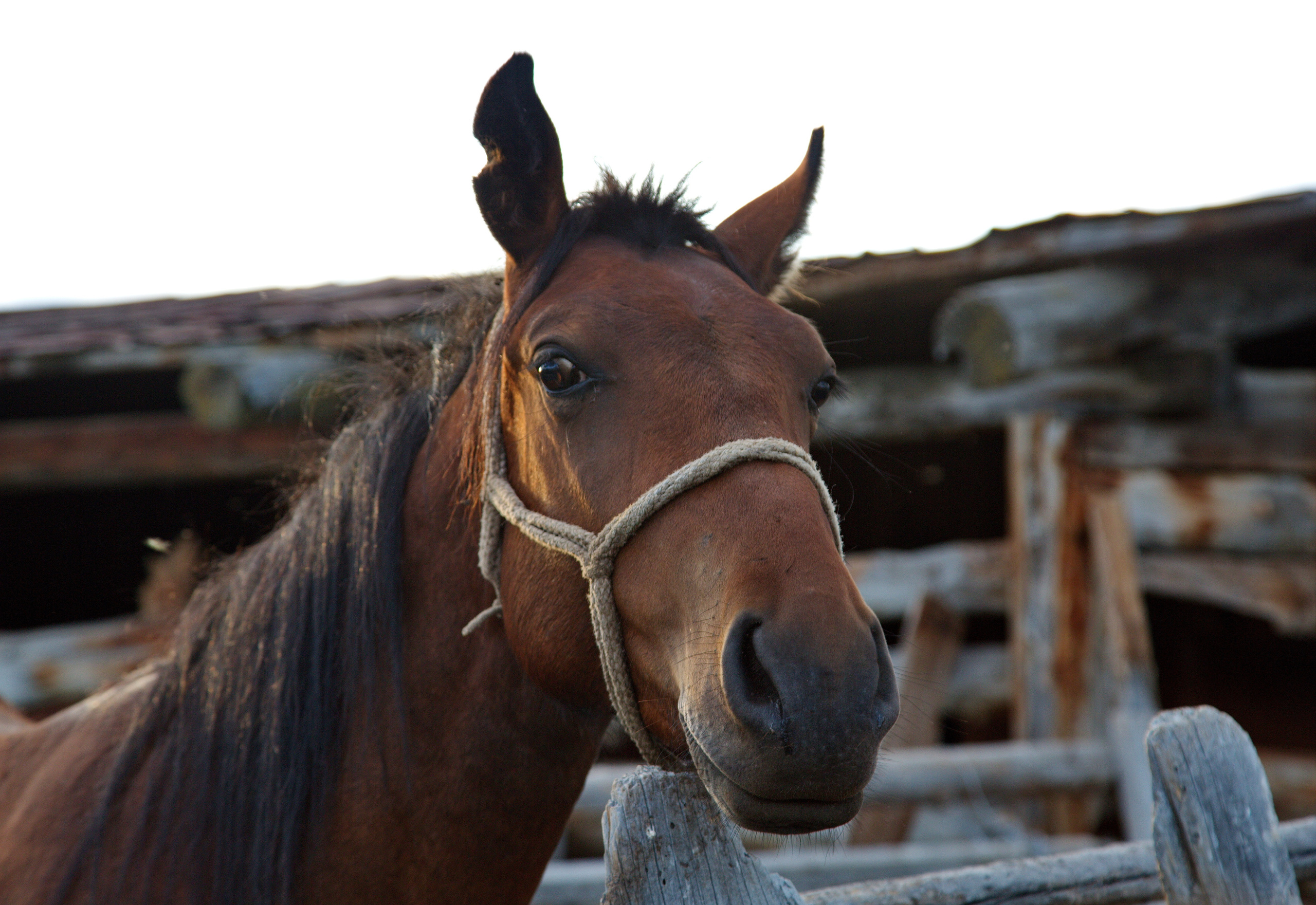 Фотографии животного мира который нас окружает