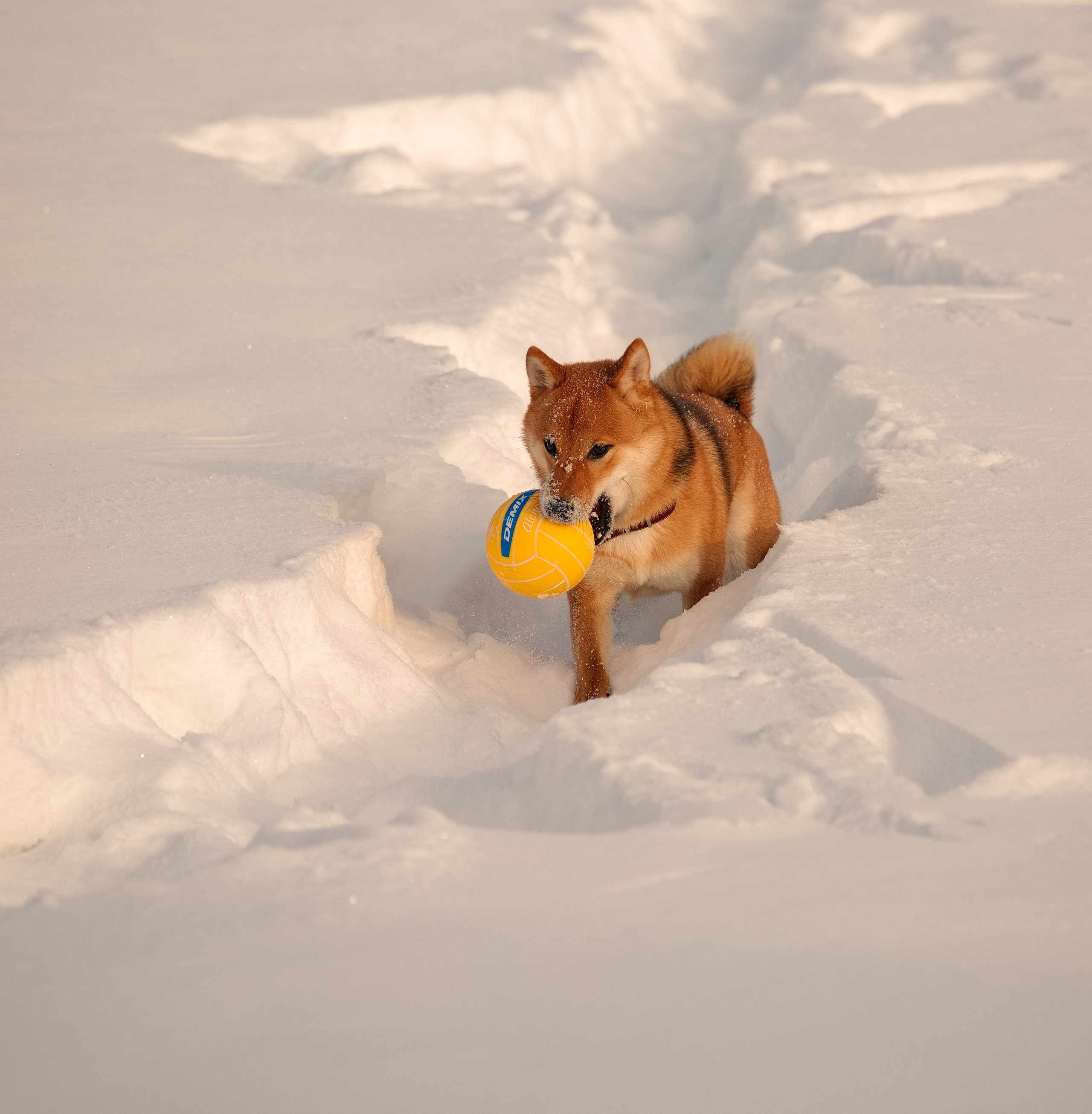 Фотографии животного мира который нас окружает