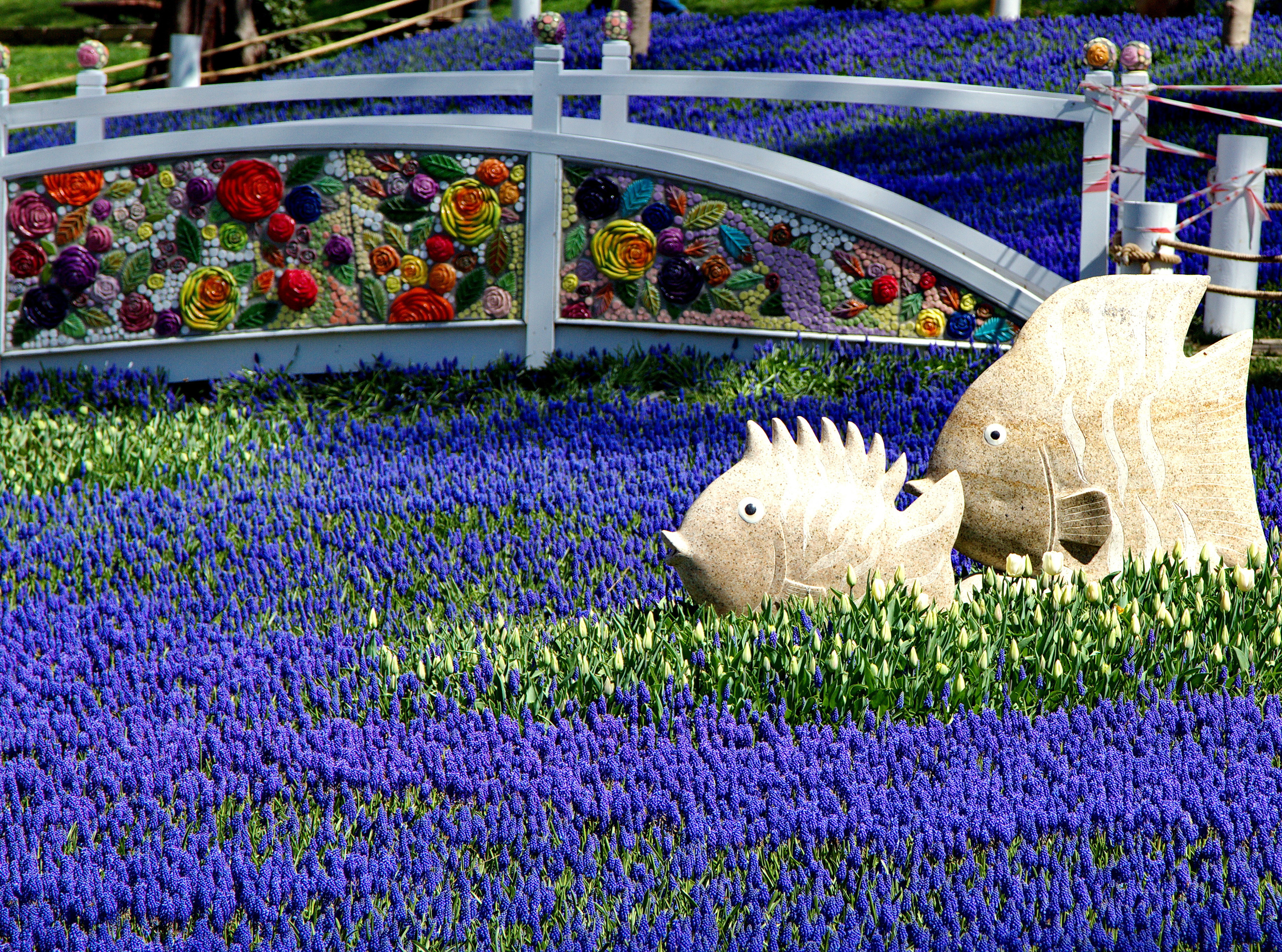 Фотографии цветов и растений