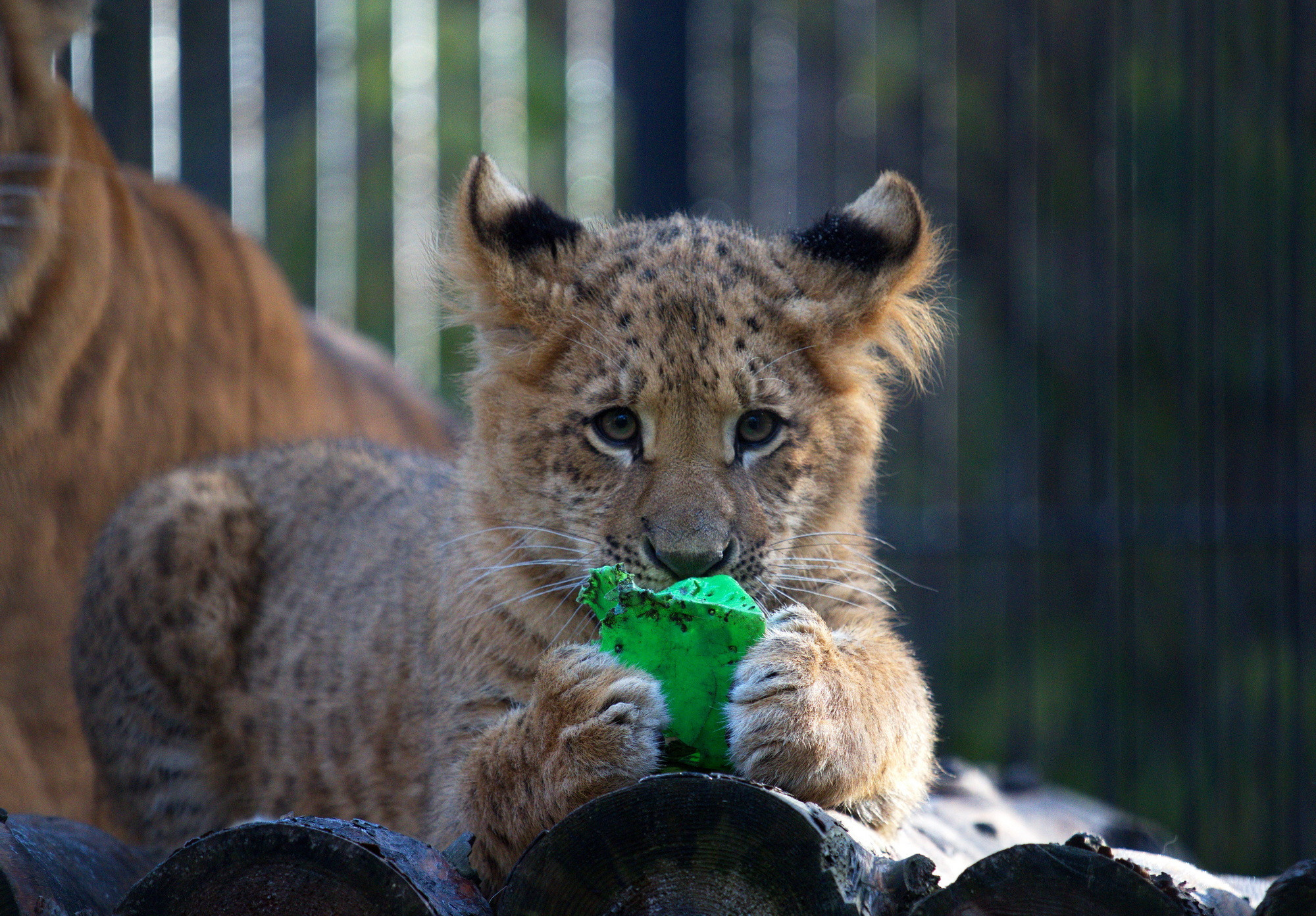 Фотографии животного мира который нас окружает