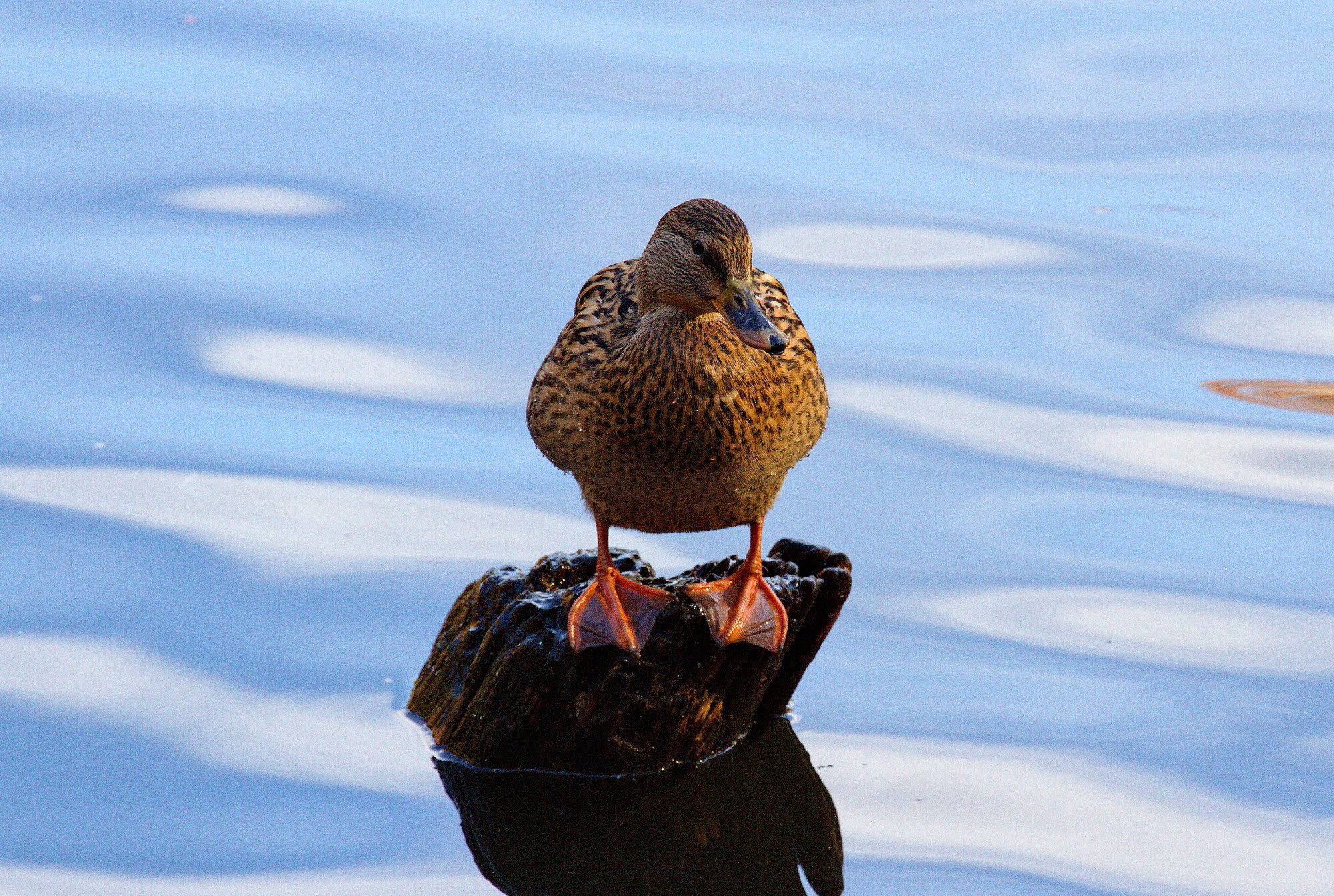 Фотографии животного мира который нас окружает