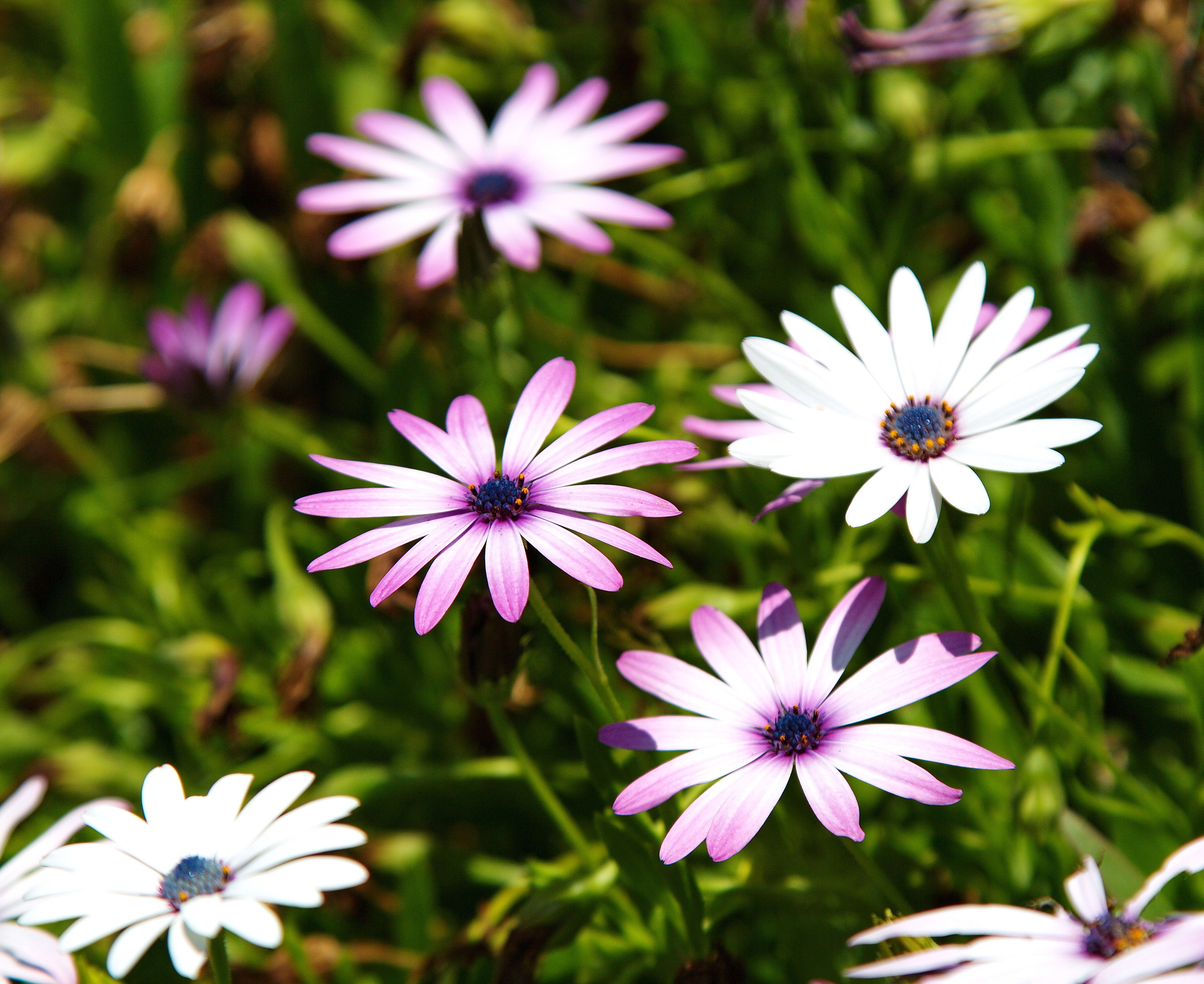 Фотографии цветов и растений