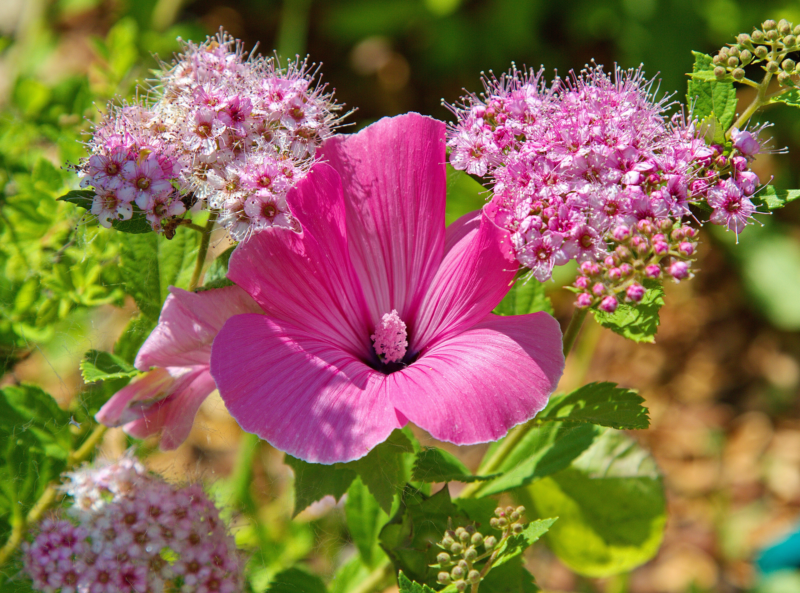 Фотографии цветов и растений
