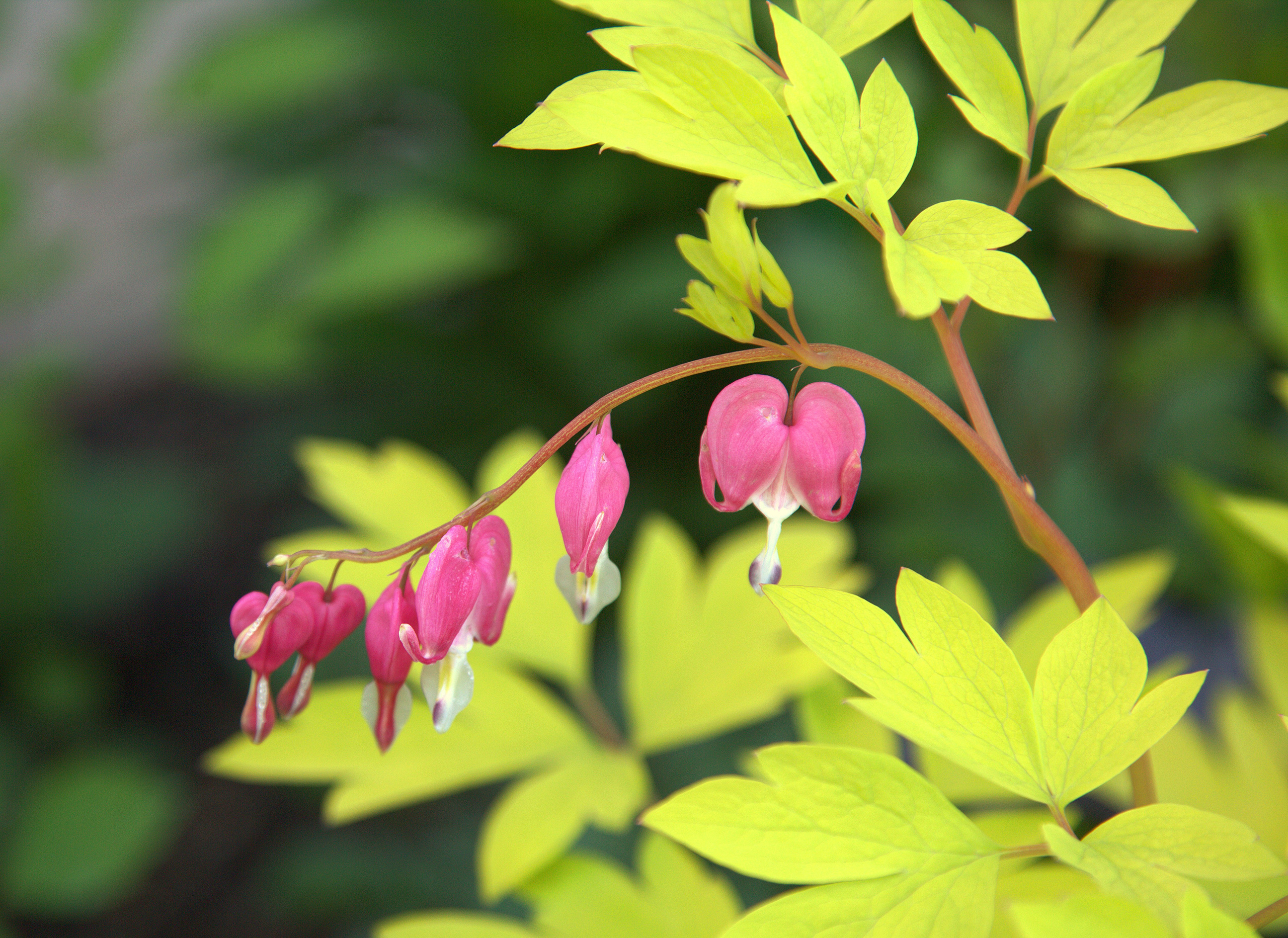 Фотографии цветов и растений