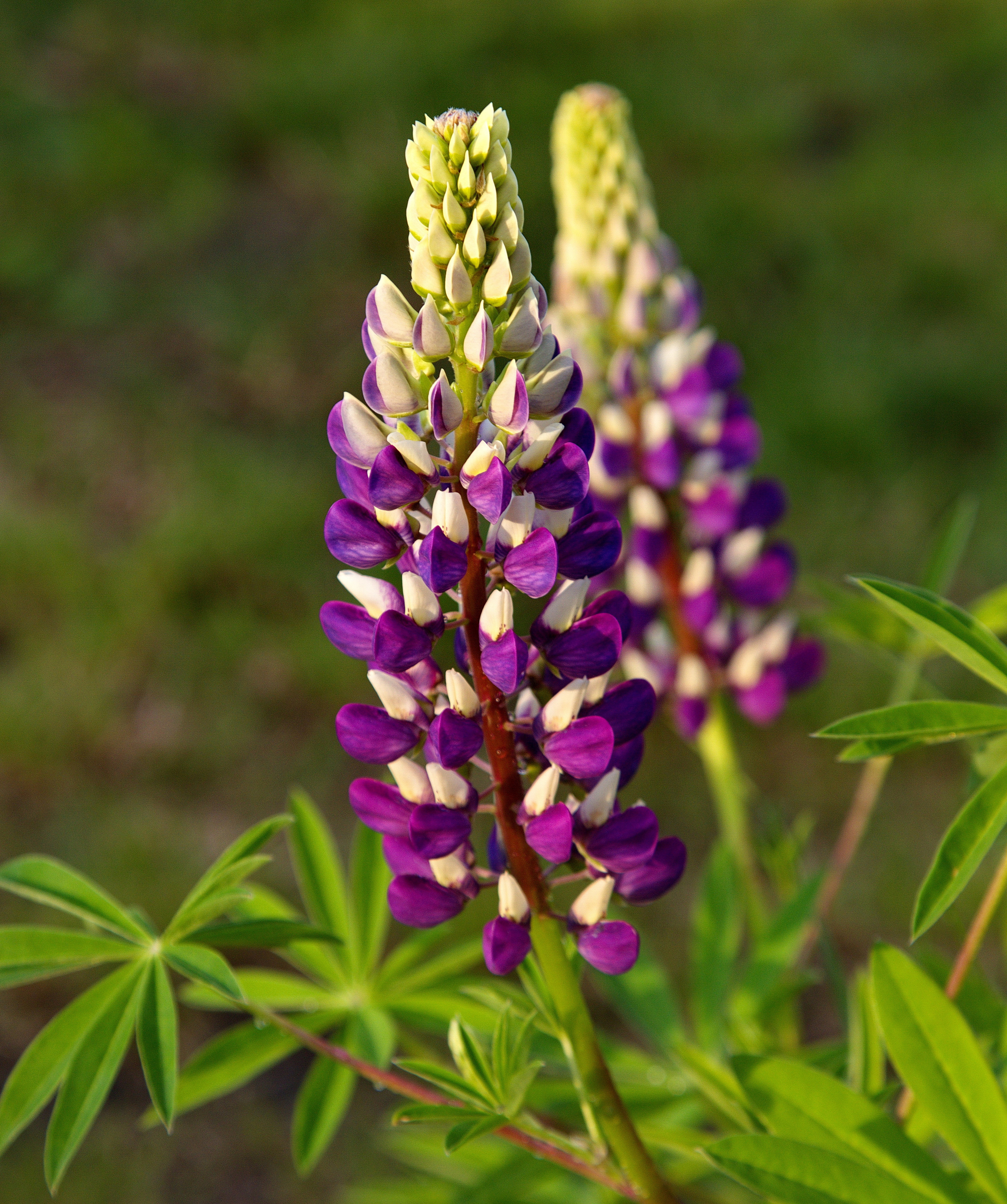 Фотографии цветов и растений