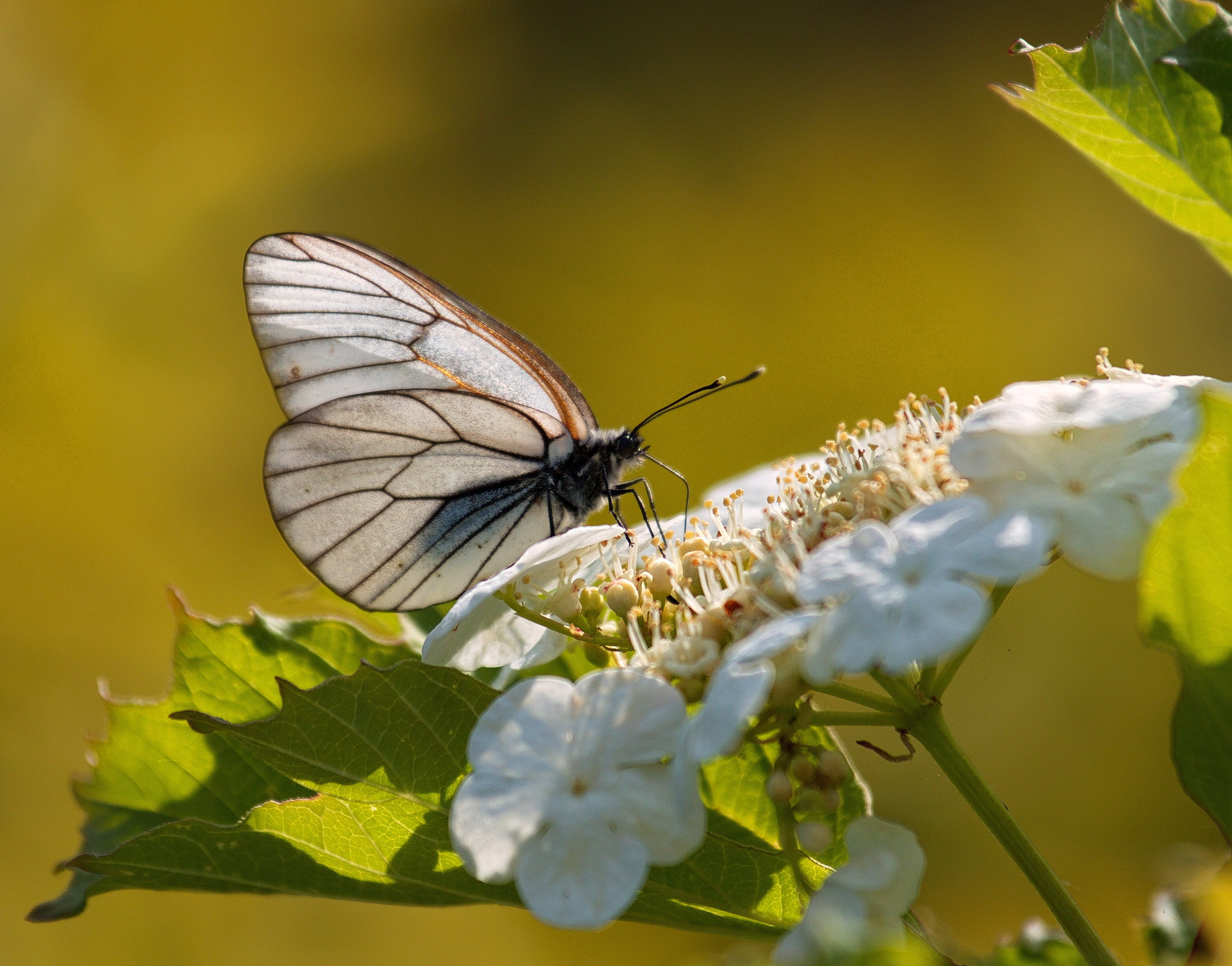 Фотографии животного мира который нас окружает