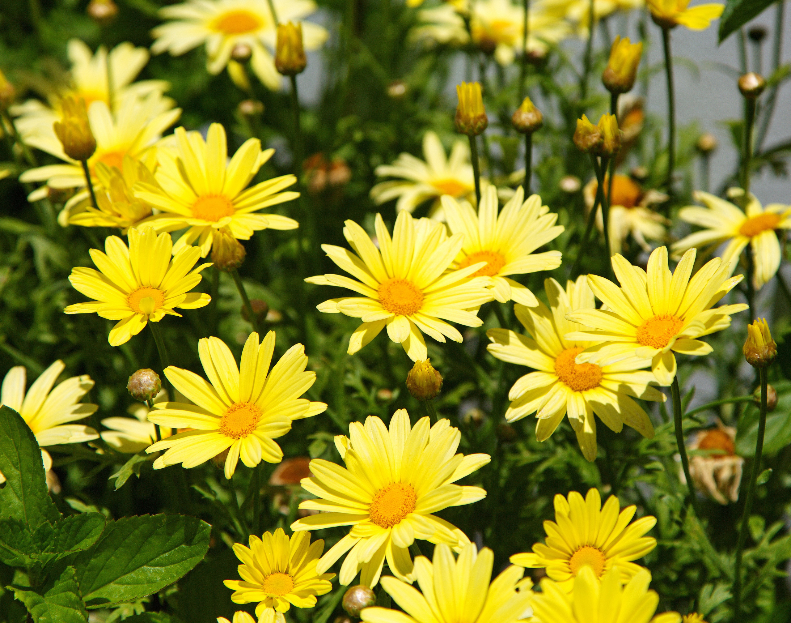 Фотографии цветов и растений