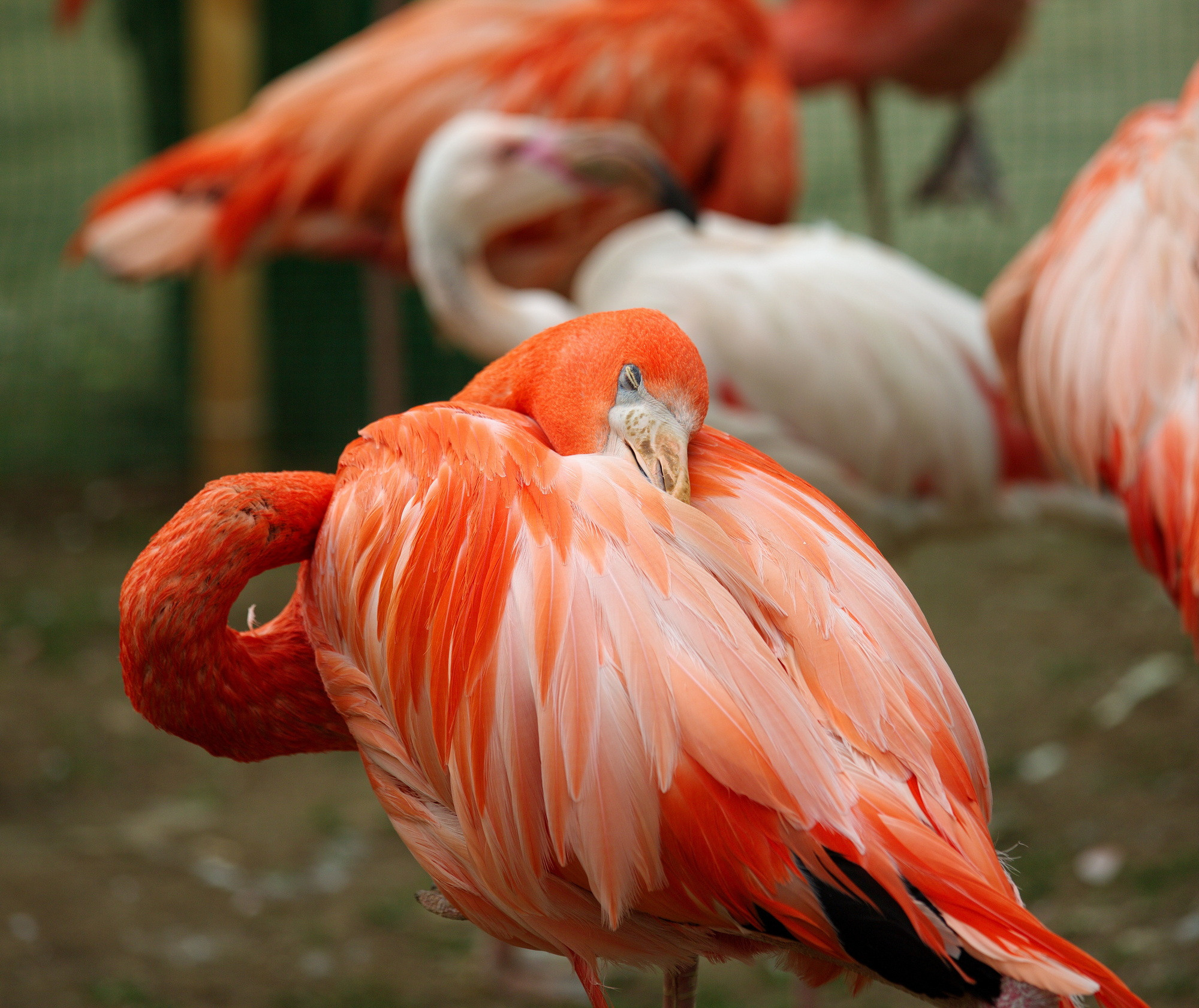 Фотографии животного мира который нас окружает