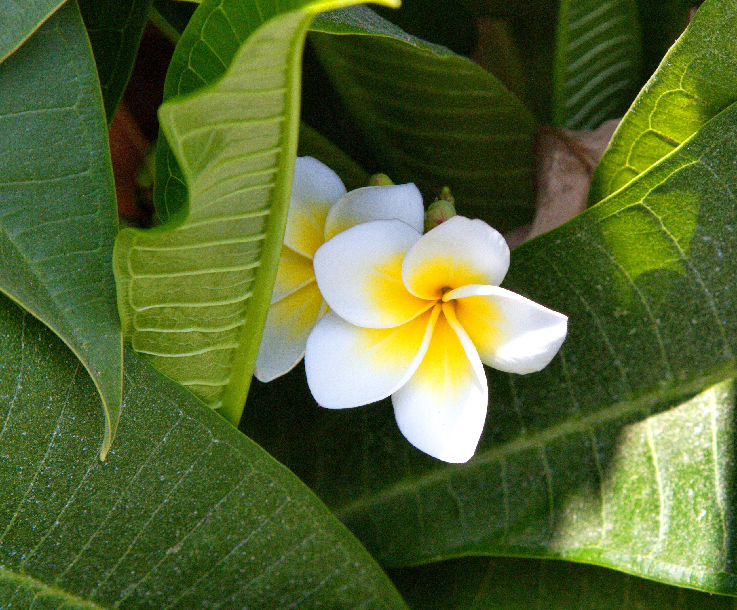 Фотографии цветов и растений