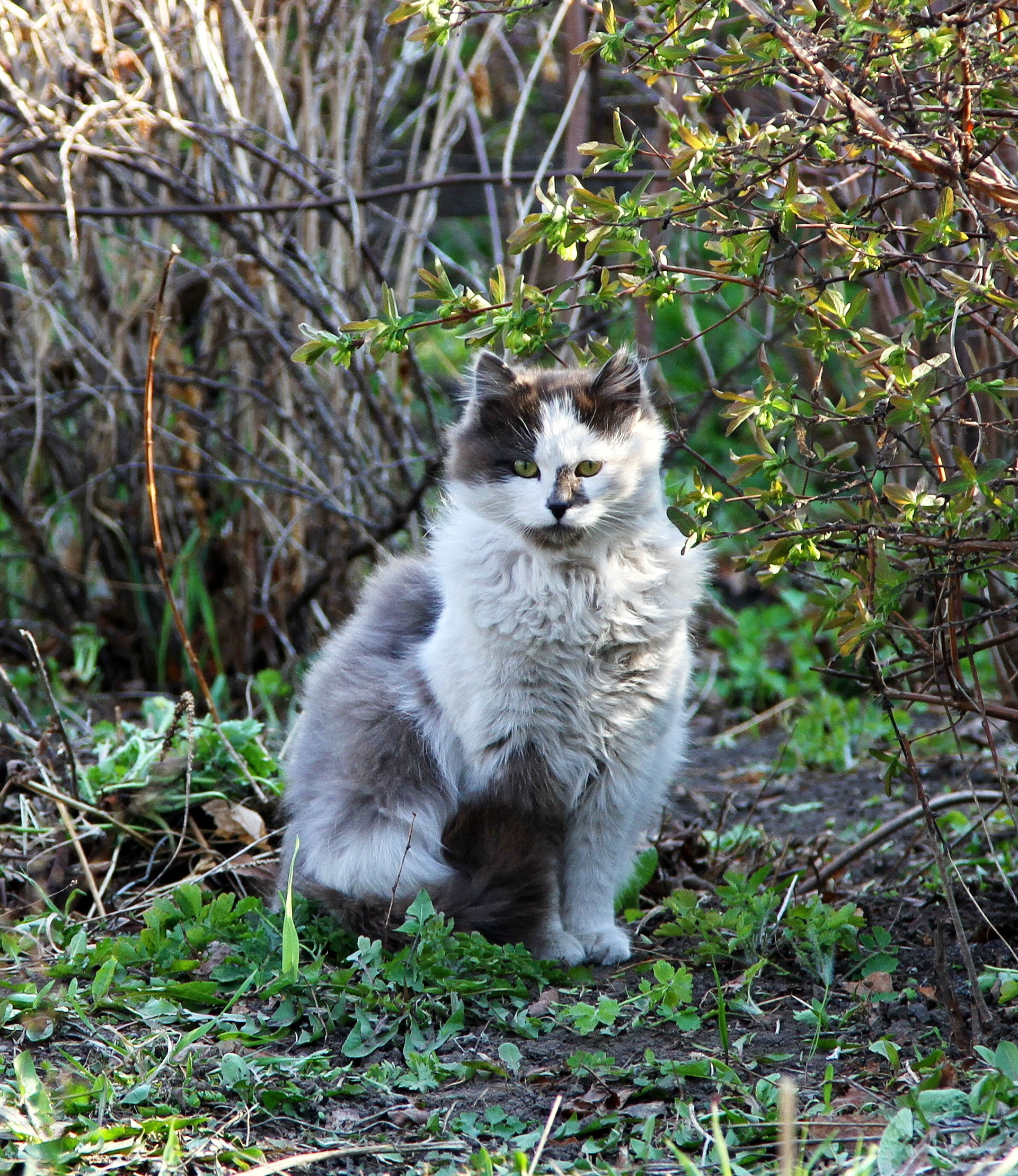 Фотографии животного мира который нас окружает