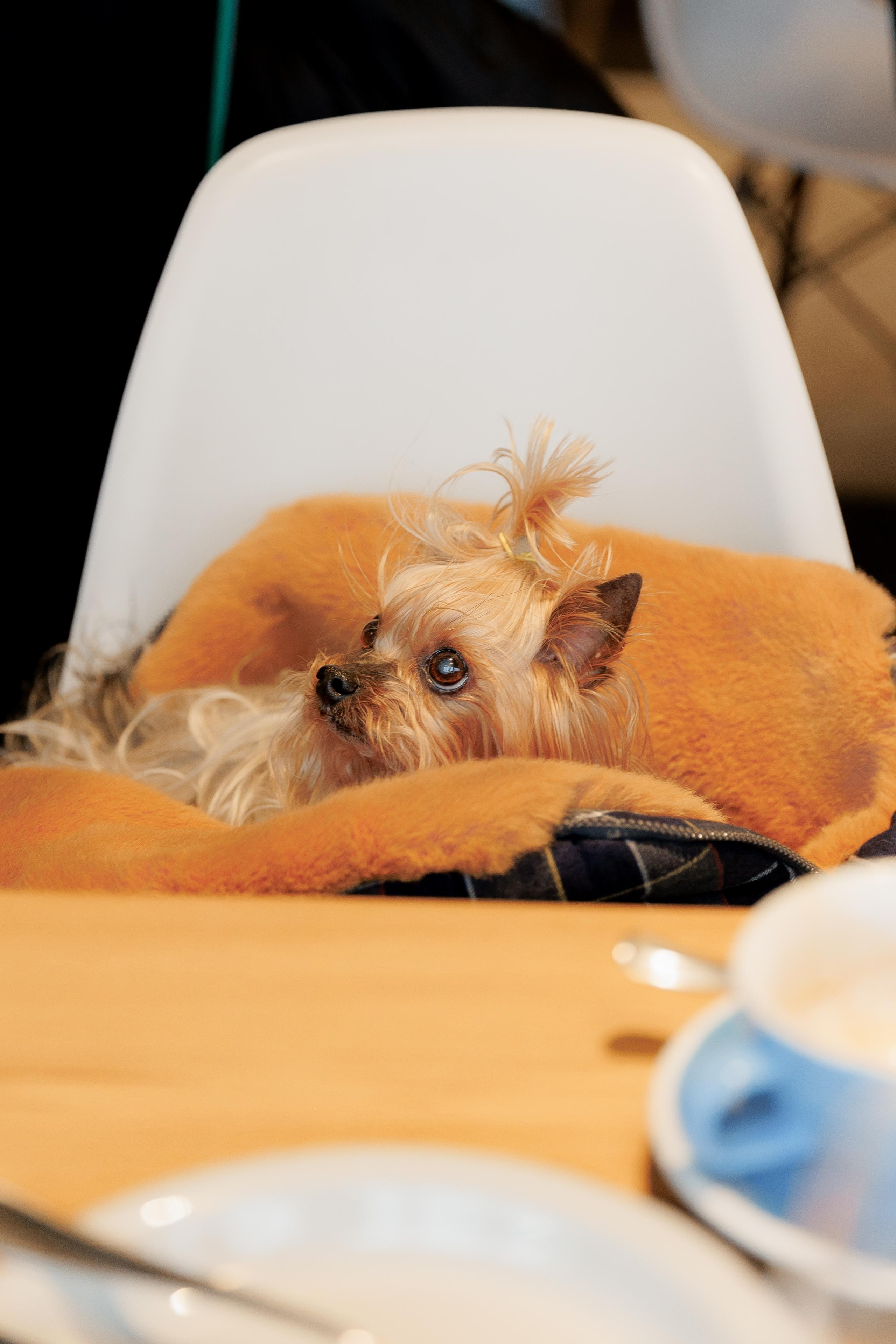 The Rink — Happy Birthday. Свадебный фотограф в Москве