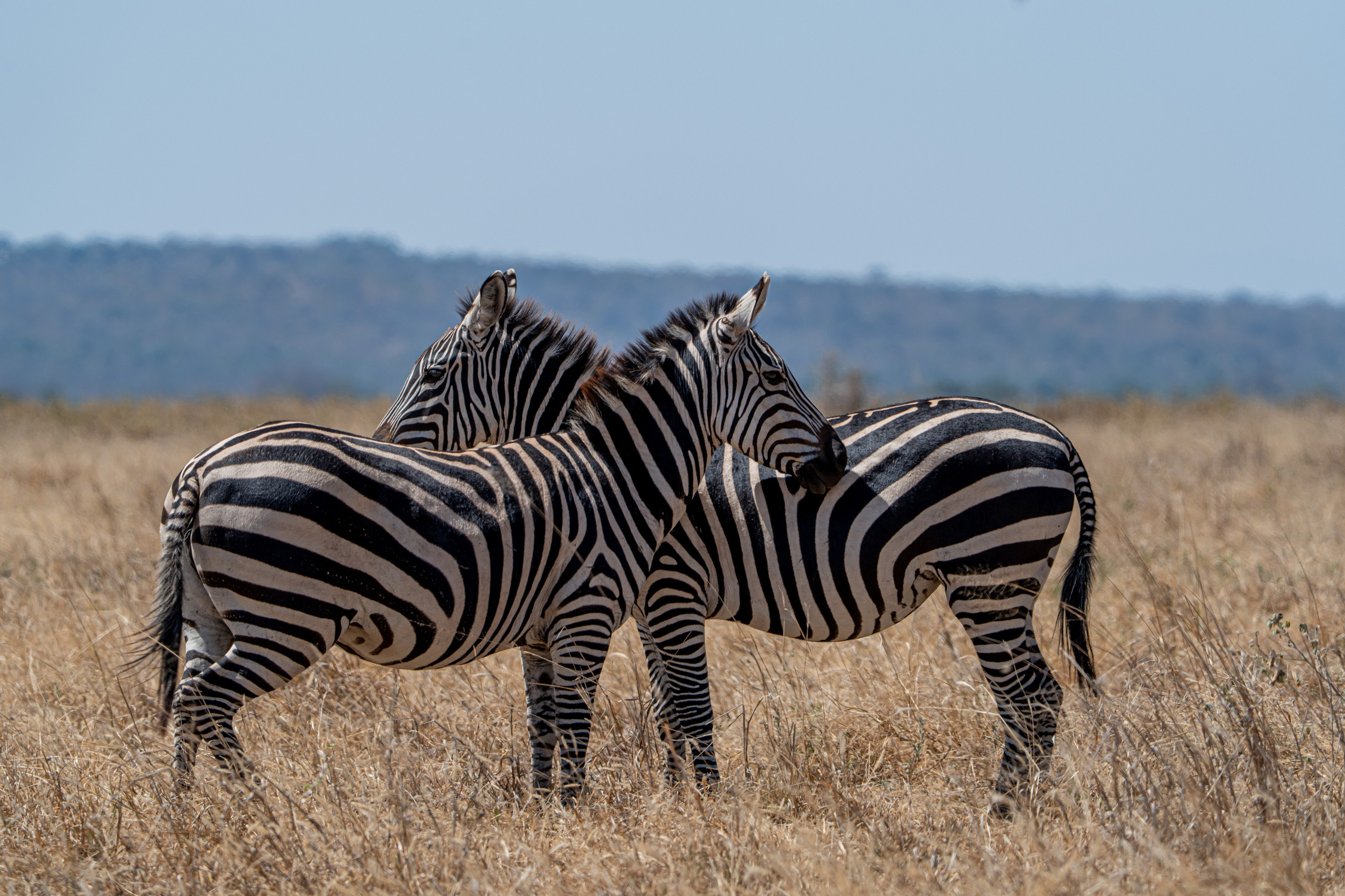 Танзания, сафари, 2025. Творческие сьемки