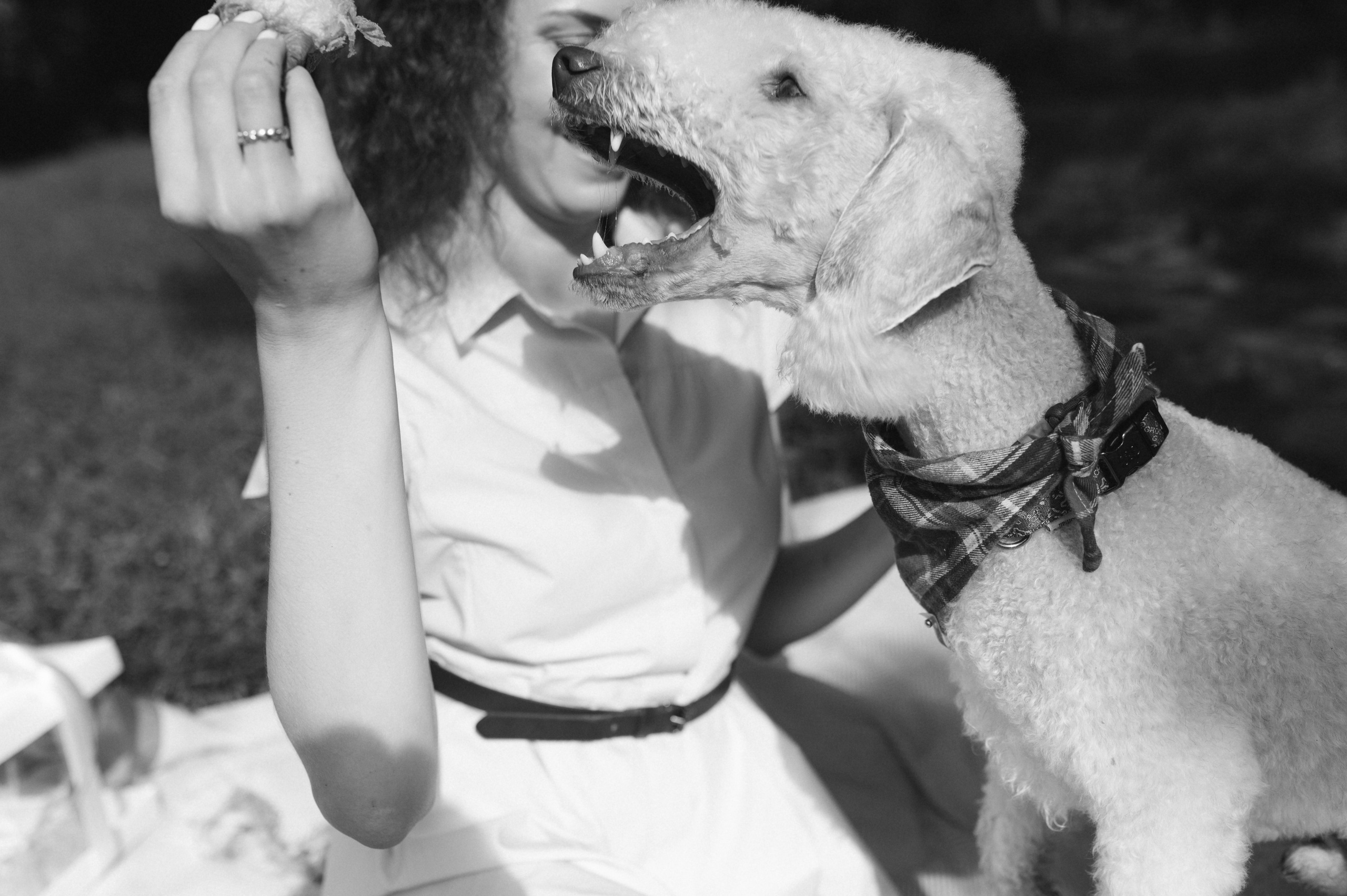 Лиза и Каспер. Фотограф анималист в Москве Ольга Агушева