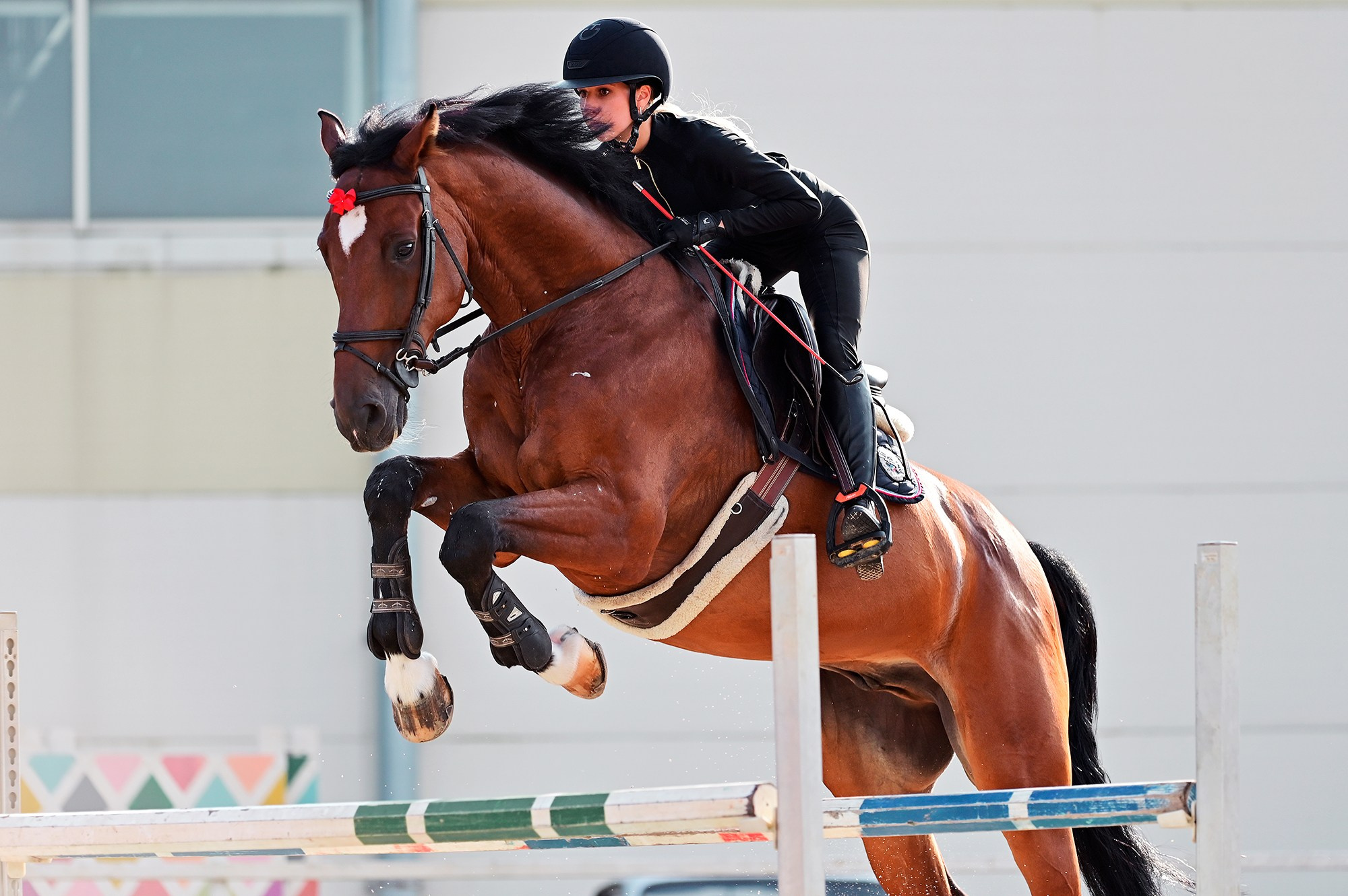 Тренировки. Конный фотограф Alesya Safe