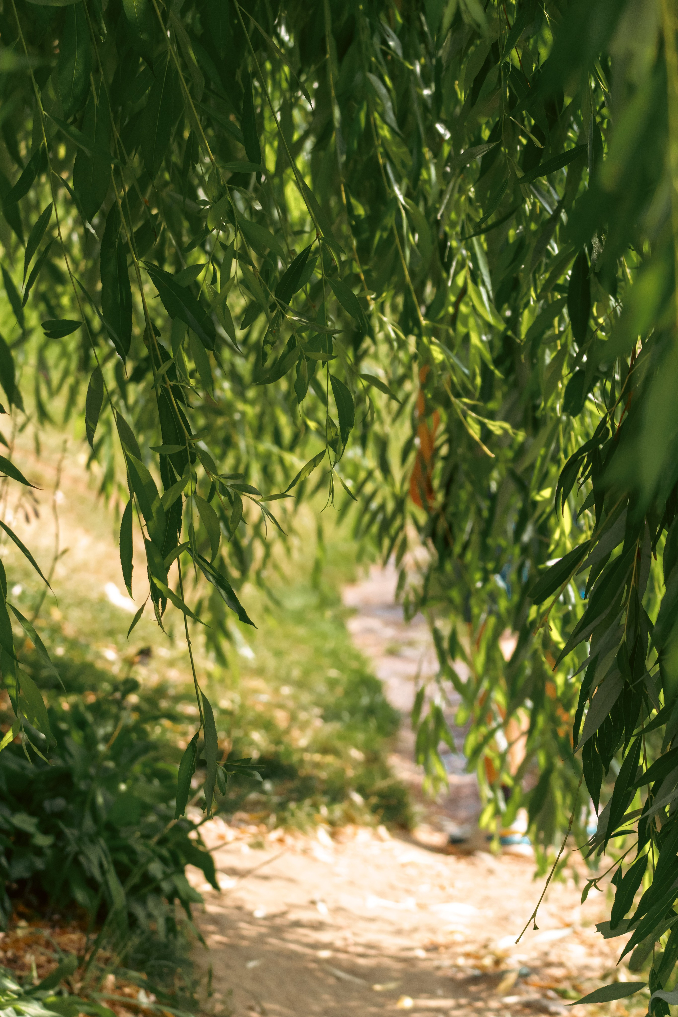 Природа. Фотограф в Санкт-Петербурге Ибрагимова Алина