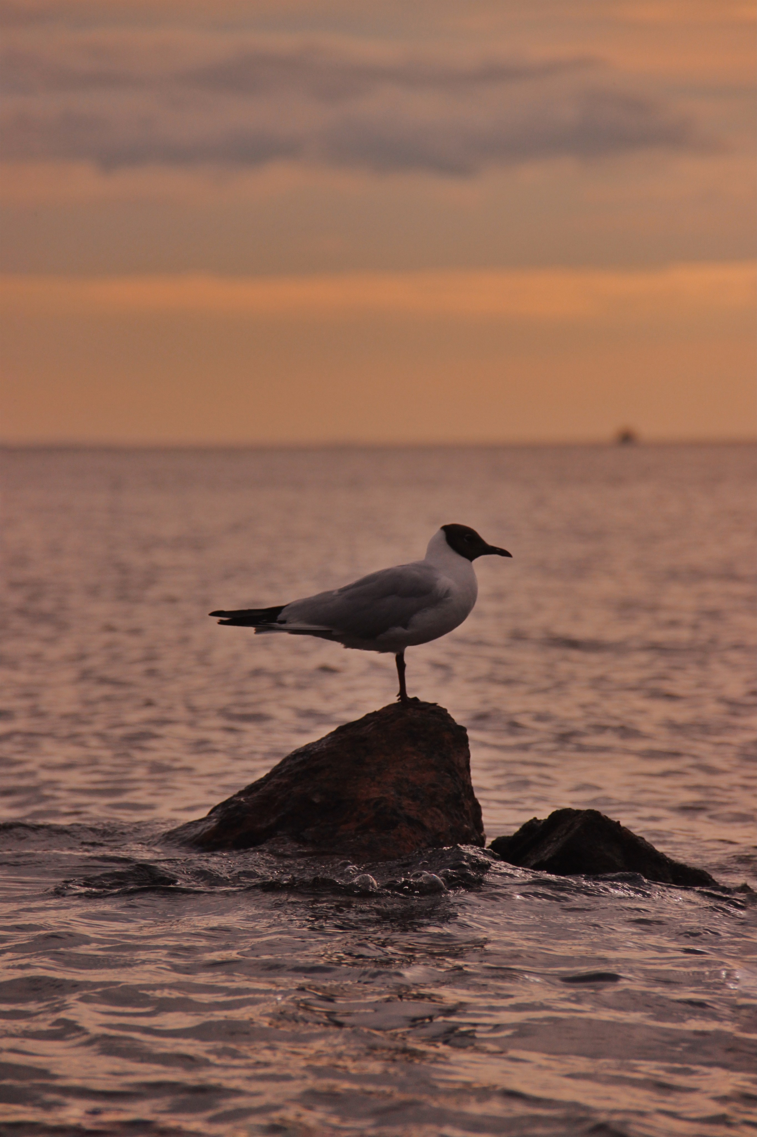 Фотограф и видеограф в Санкт-Петербурге