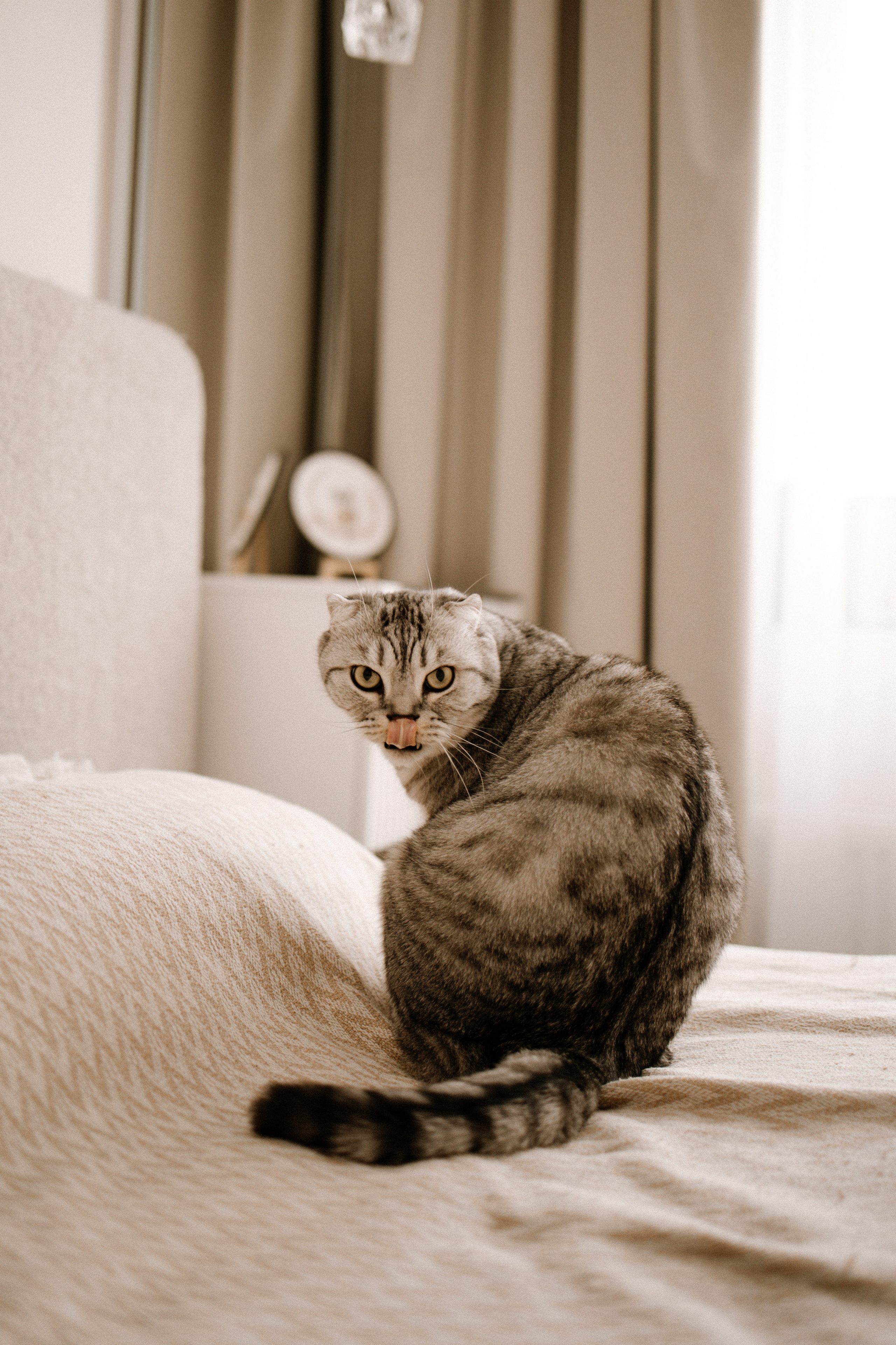 Питомцы. Семейный фотограф | Керчь | Ивановская Виктория