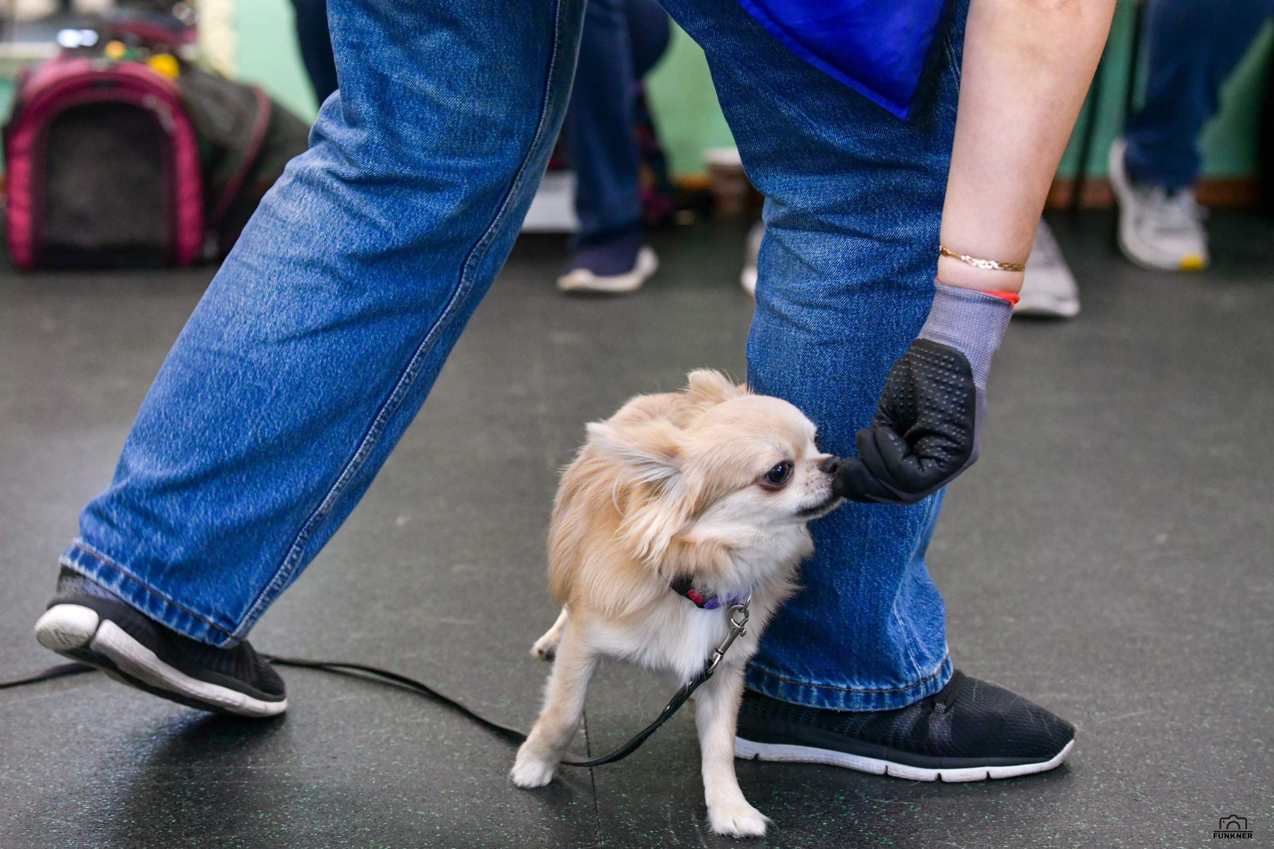 Кинологический клуб «Бодрый хвост». Свой взгляд через объектив