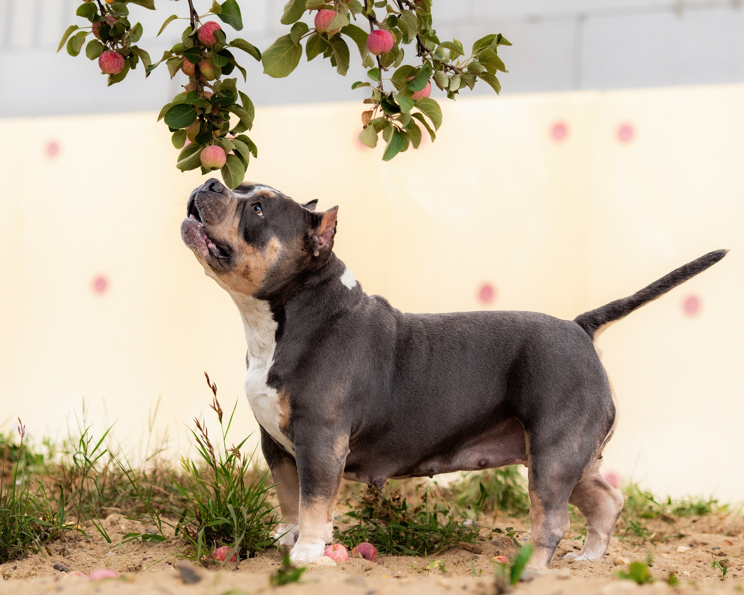 Наталья и булли. Фотограф Анималист в Перми Анастасия Остерман