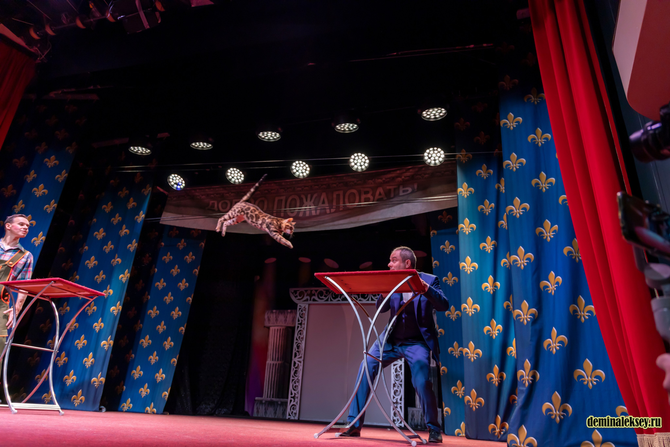 Театр кошек Куклачева 26 февраля 2025. Репортажный, семейный и студийный фотограф в Москве Демин Алексей