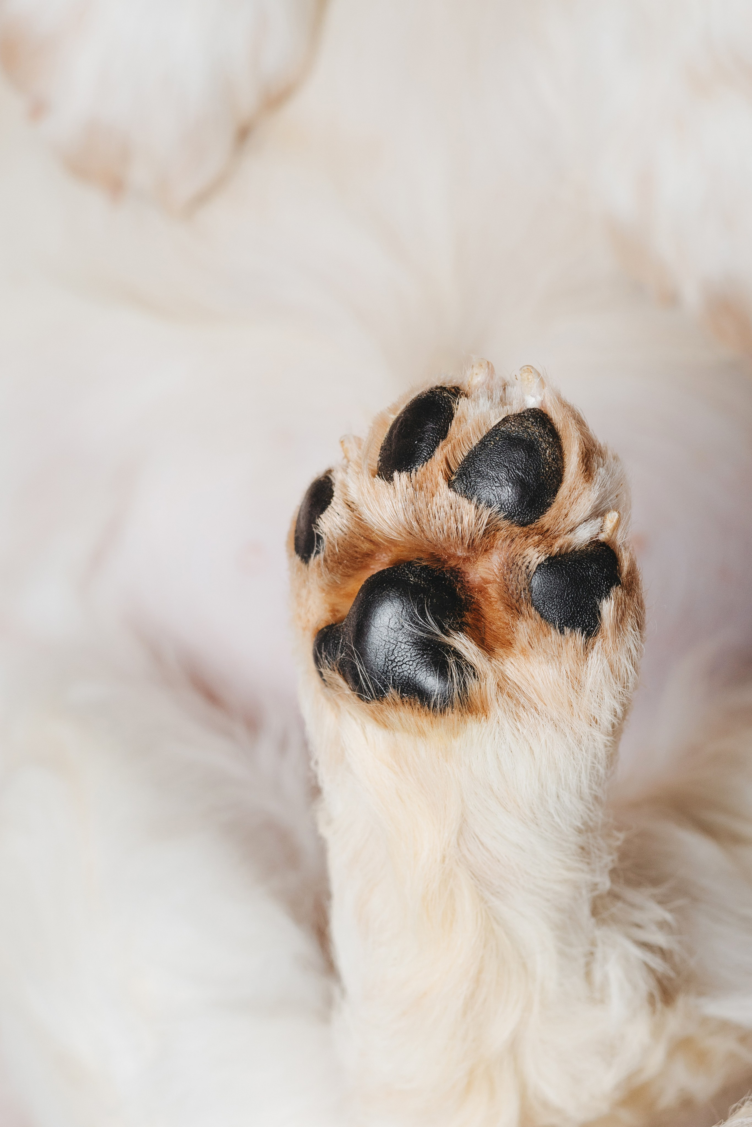 Английские коккер-спаниели. Фотограф анималист Осипчикова Мария